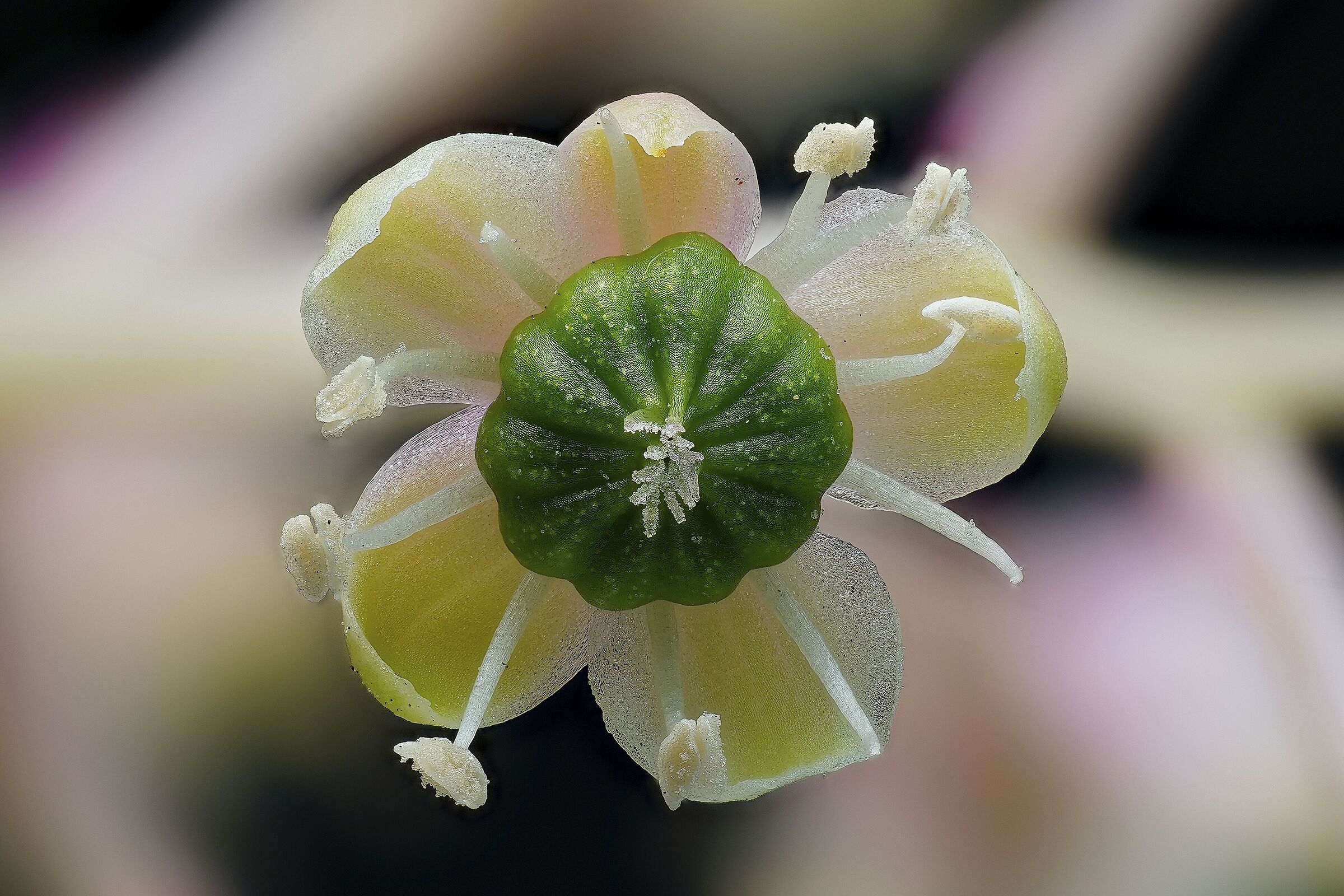 American Phitolacca (Turkish grape)