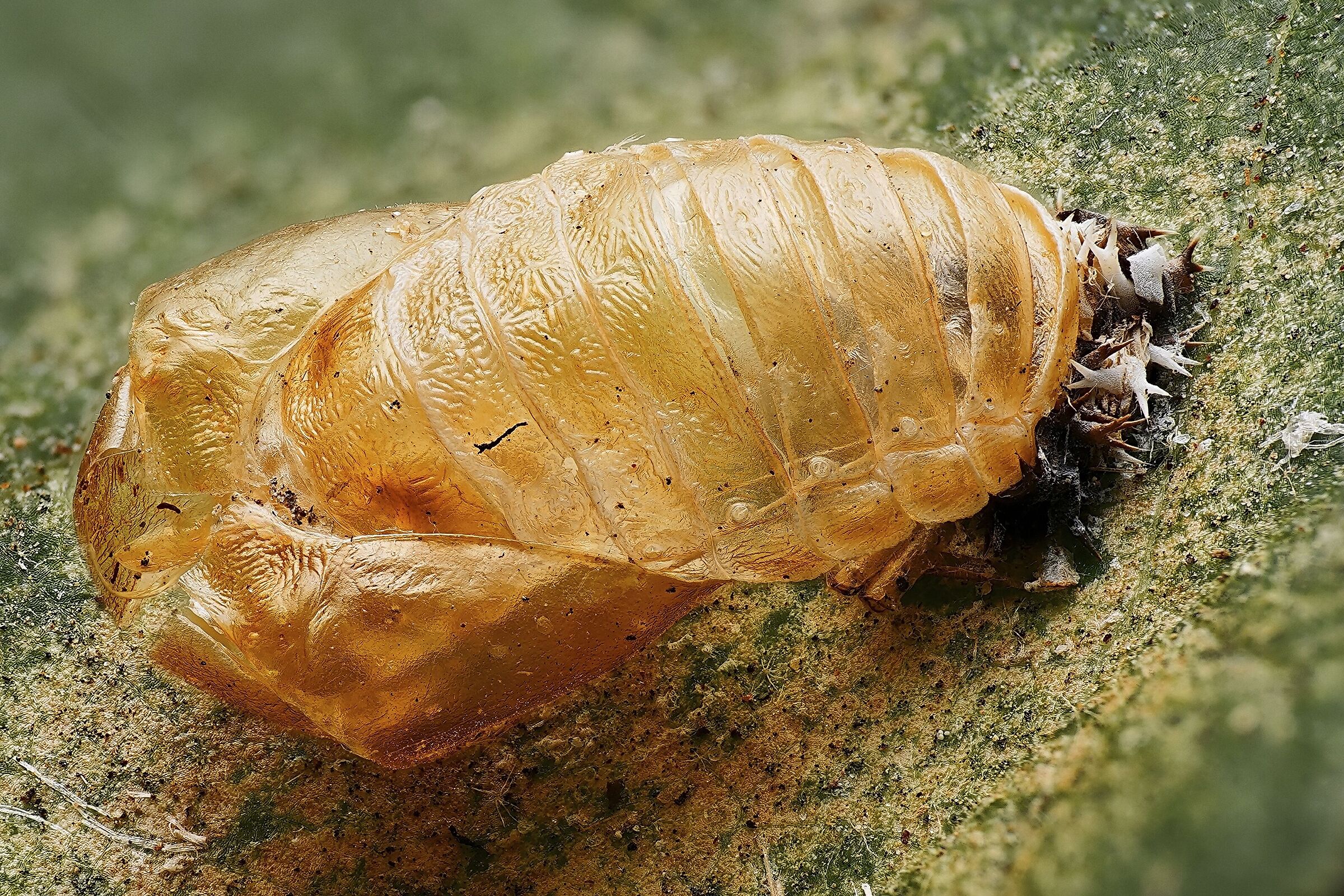 Rinchophorus ferrugineus