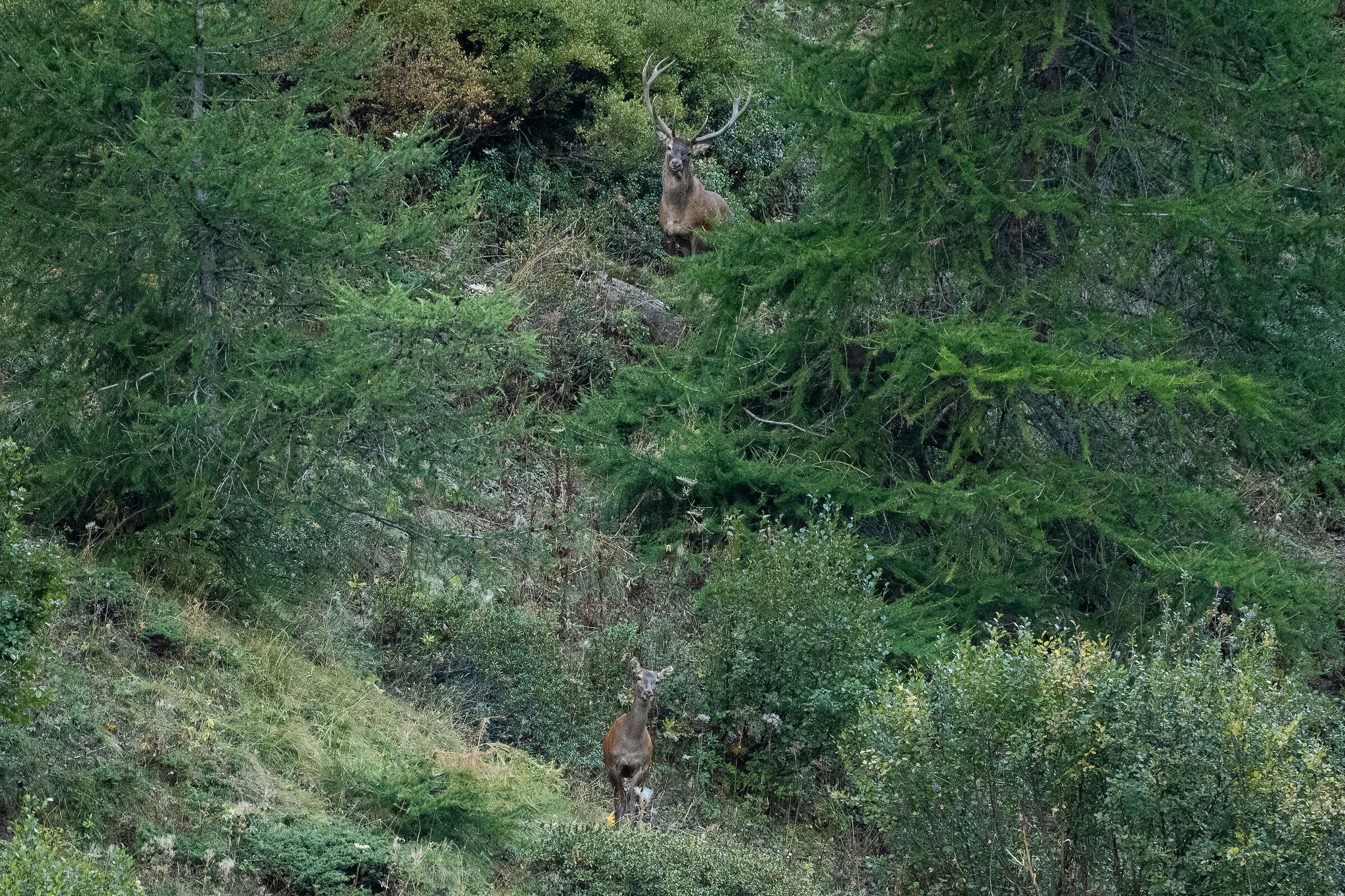 Primi sguardi