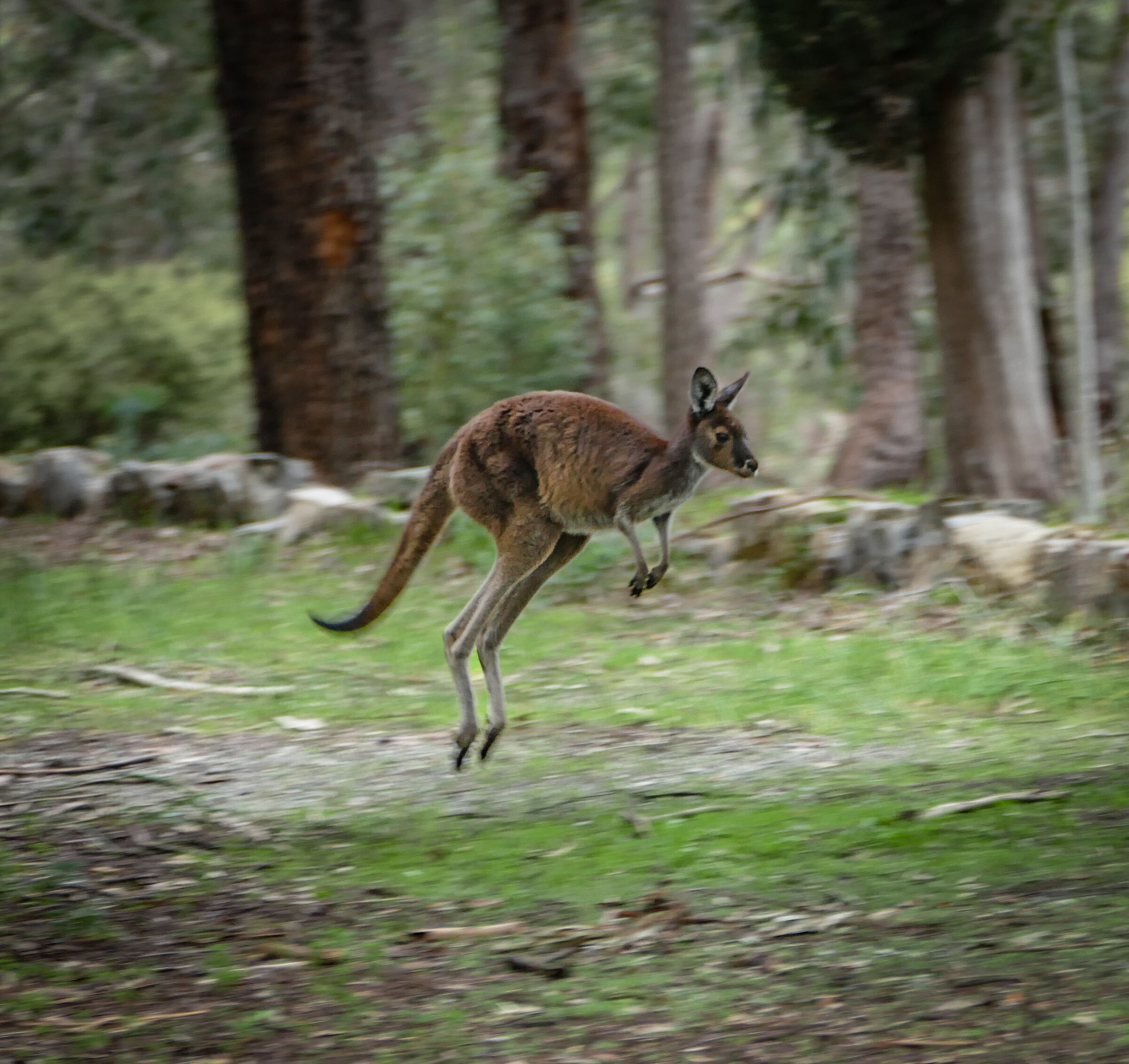 Eastern Grey Kangaroo