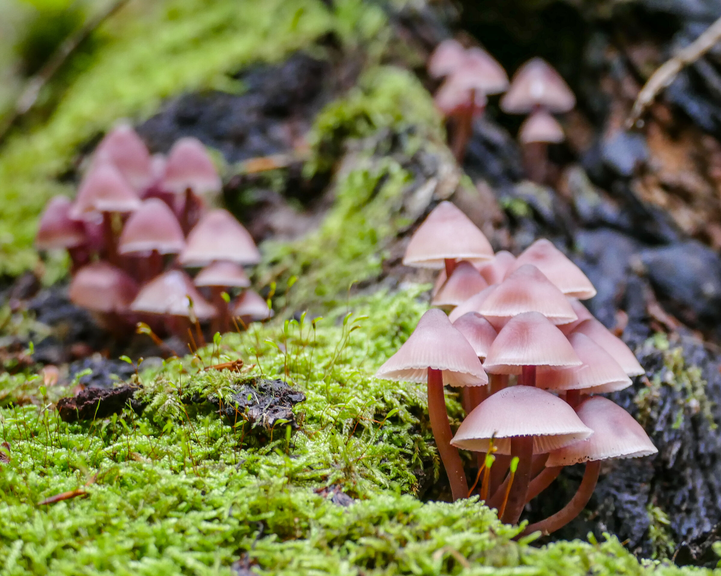 Mushrooms from the undergrowth