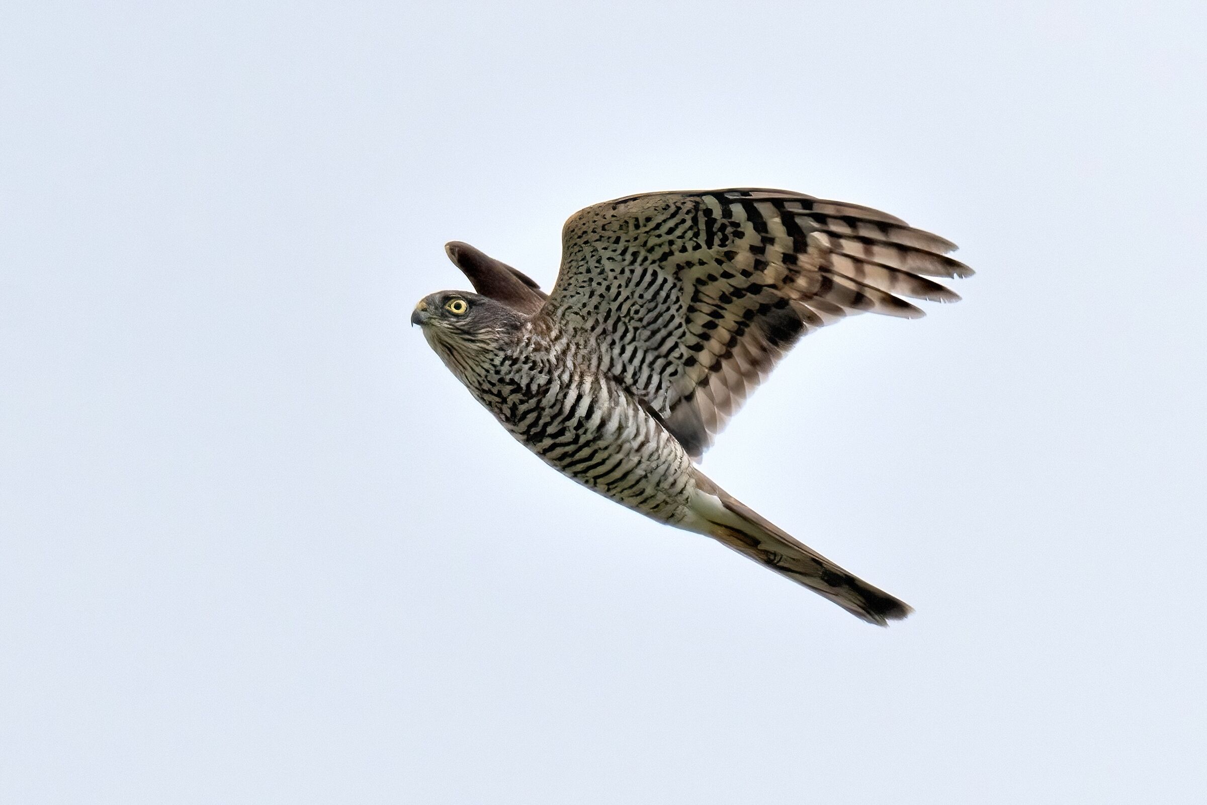 Sparrowhawk (Accipiter nisus)