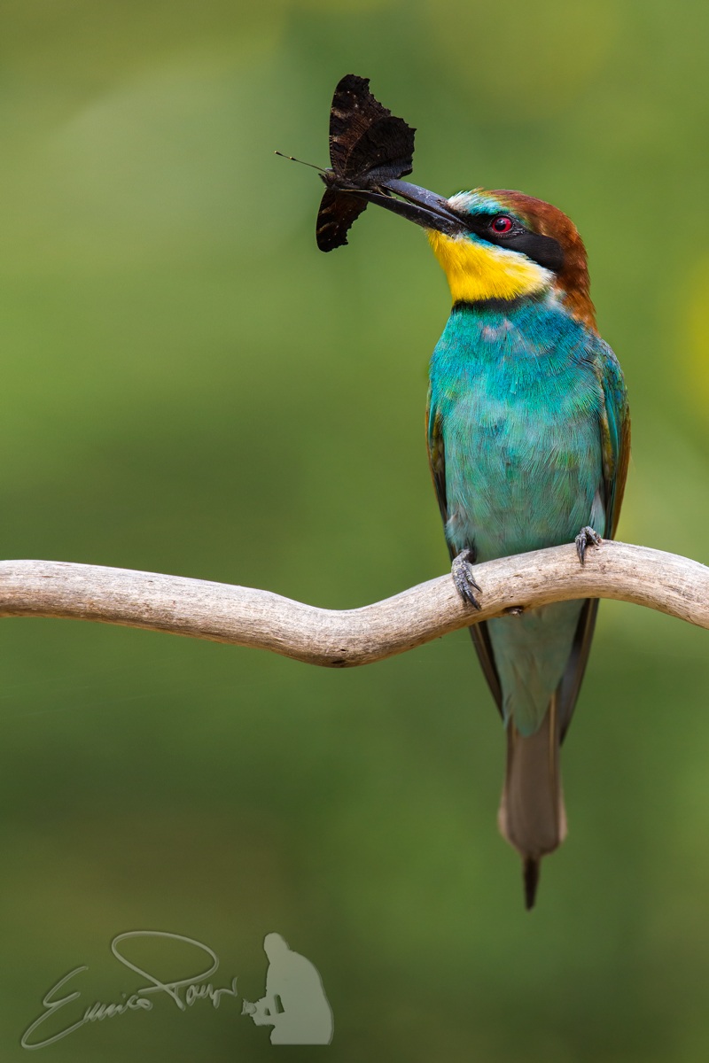 Bee Eater 2013