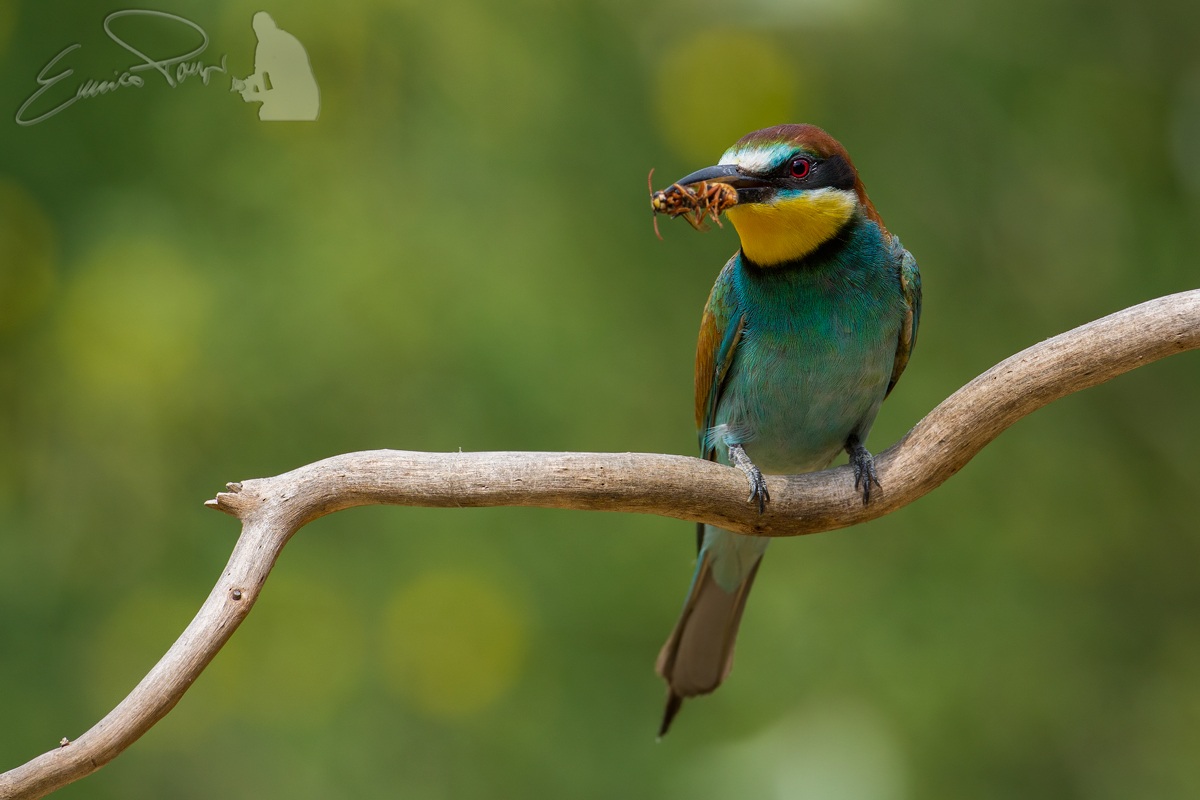 Bee Eater 2013