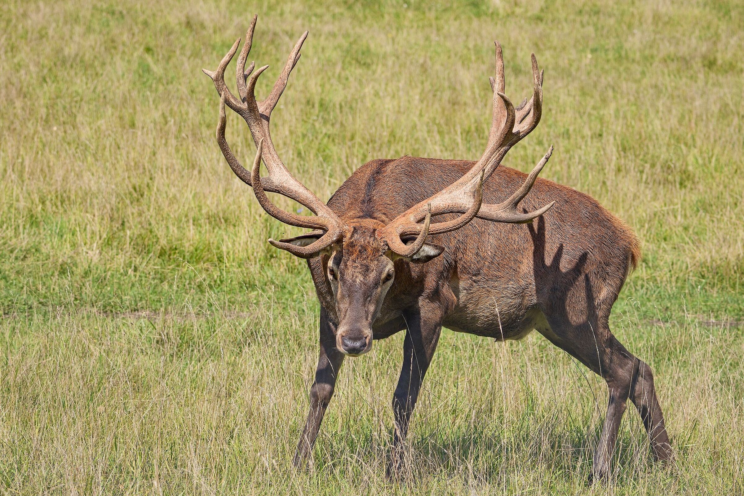 Cervus elaphus