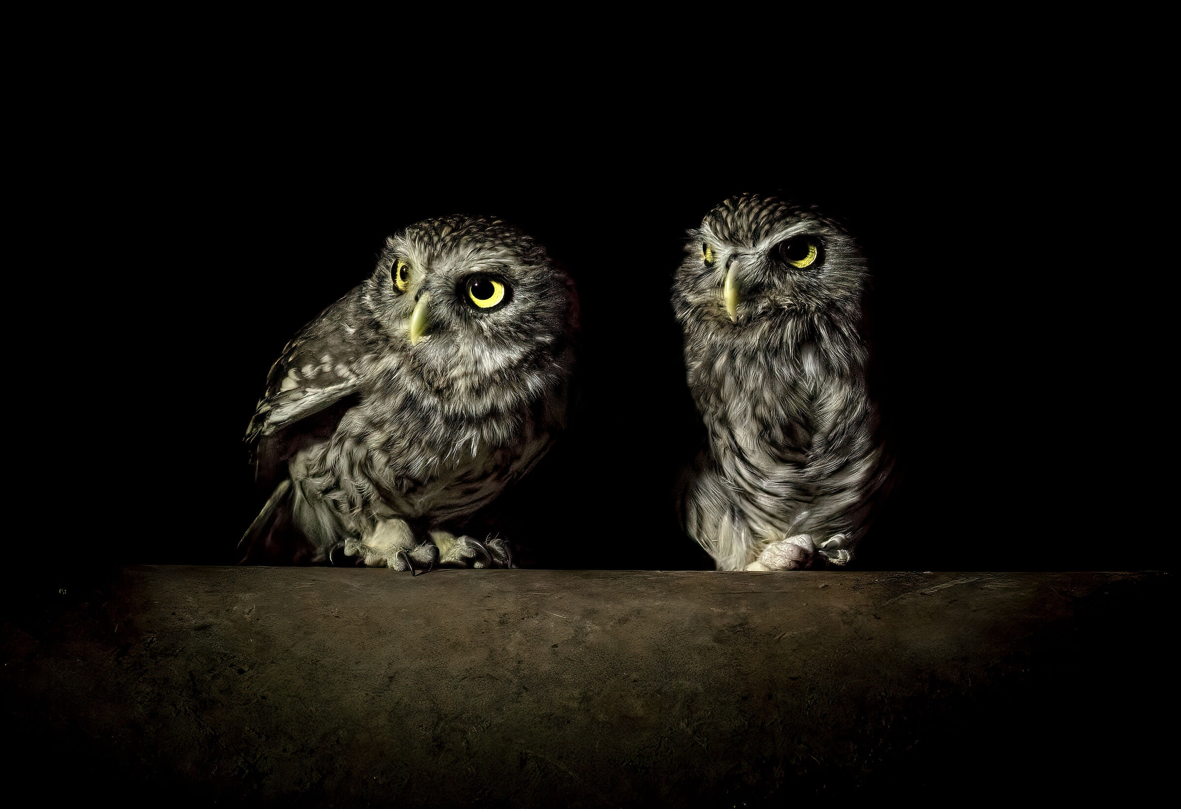 Two owls