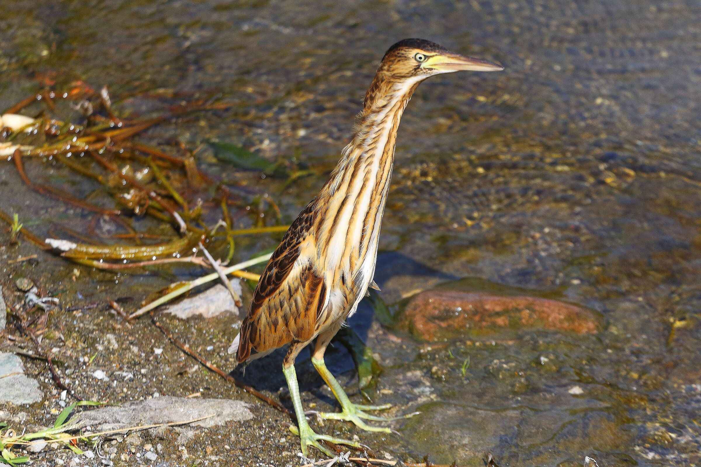 Tarabusino 16 settembre 2025 - 0065