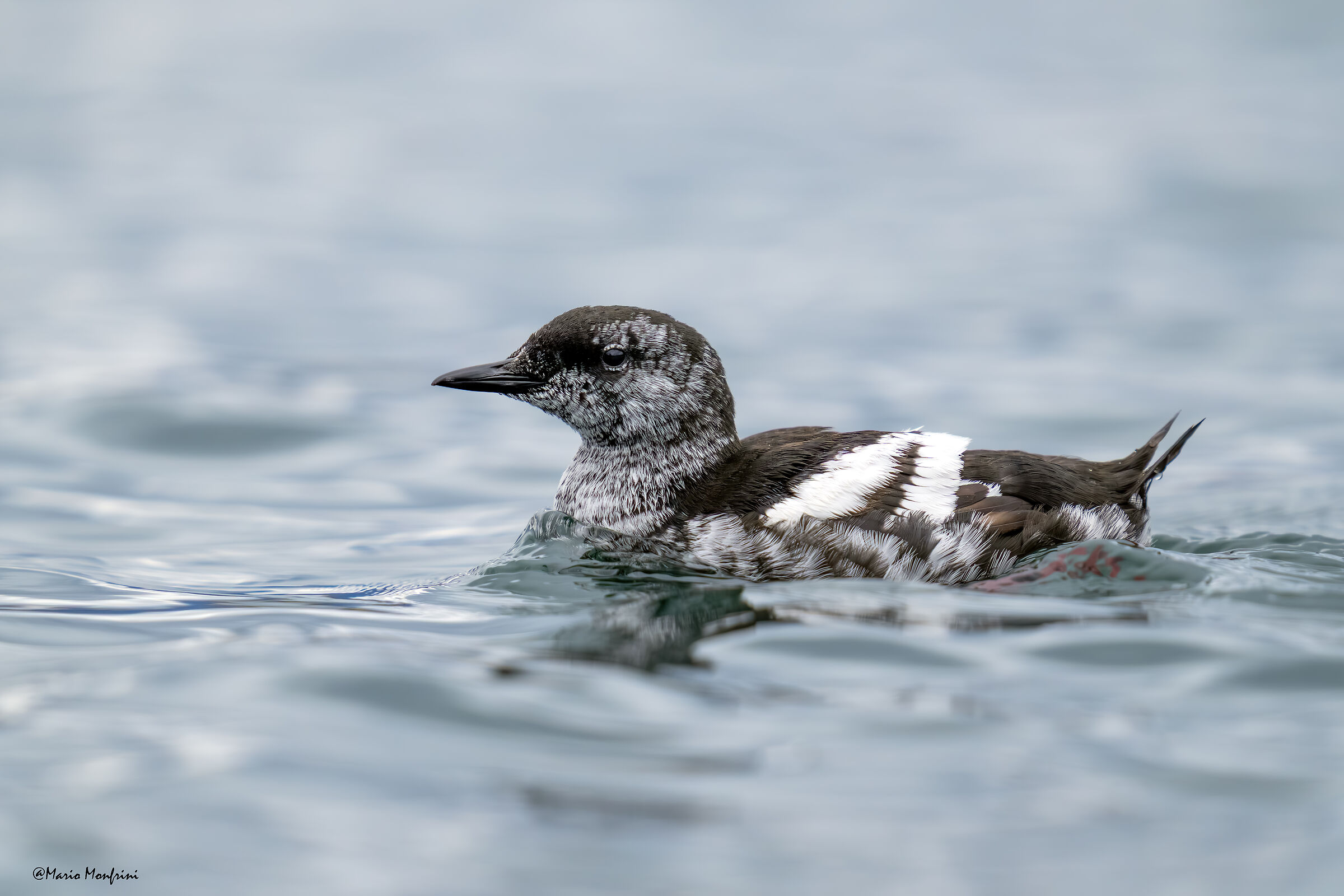 Il pinguino del nord!