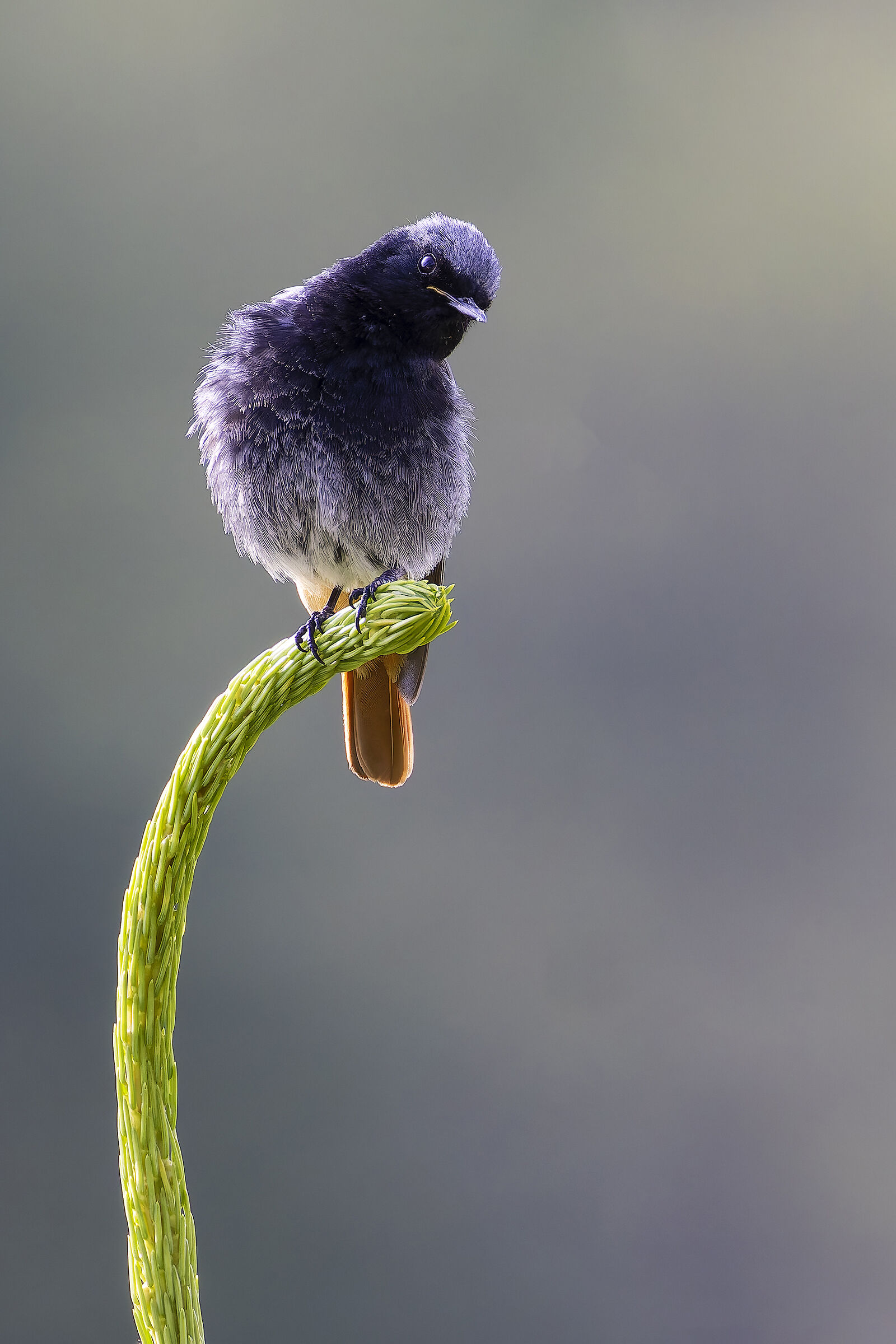 Black redstart