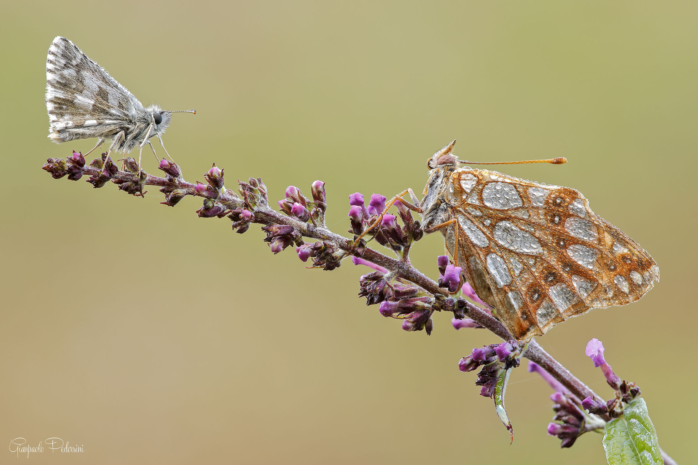 Faccia a faccia (Pyrgus vs Issoria lathonia)
