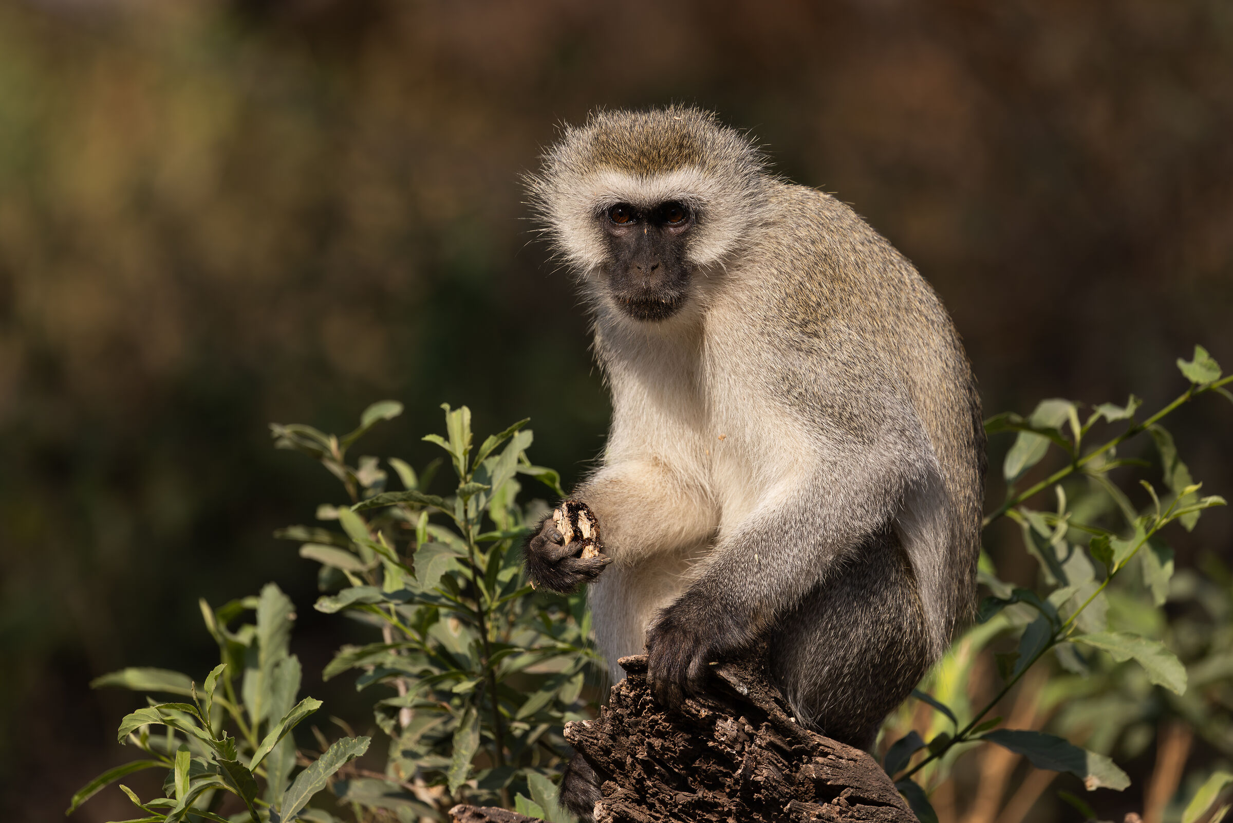 Lake Manyara August 2025