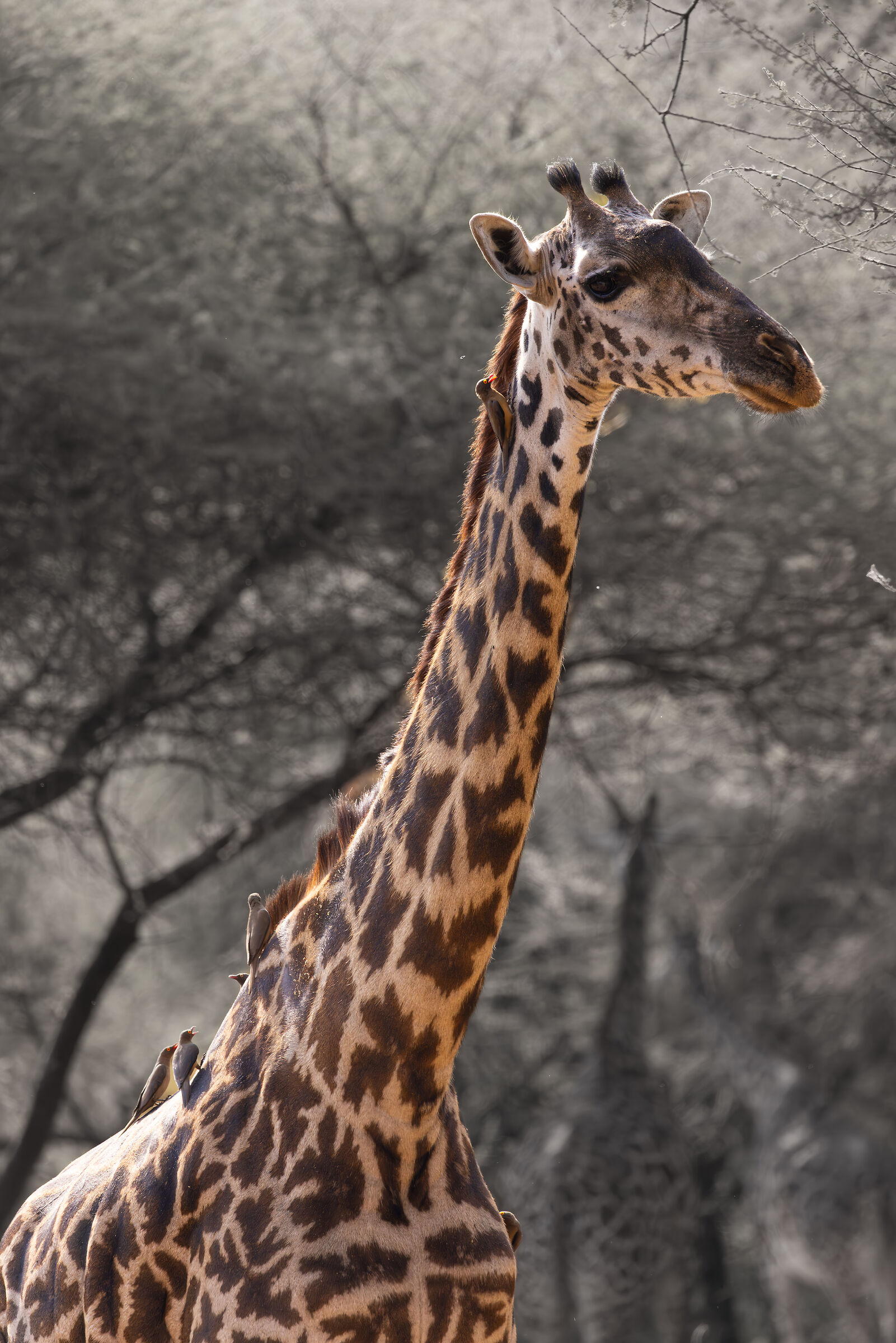 Lake Manyara August 2025