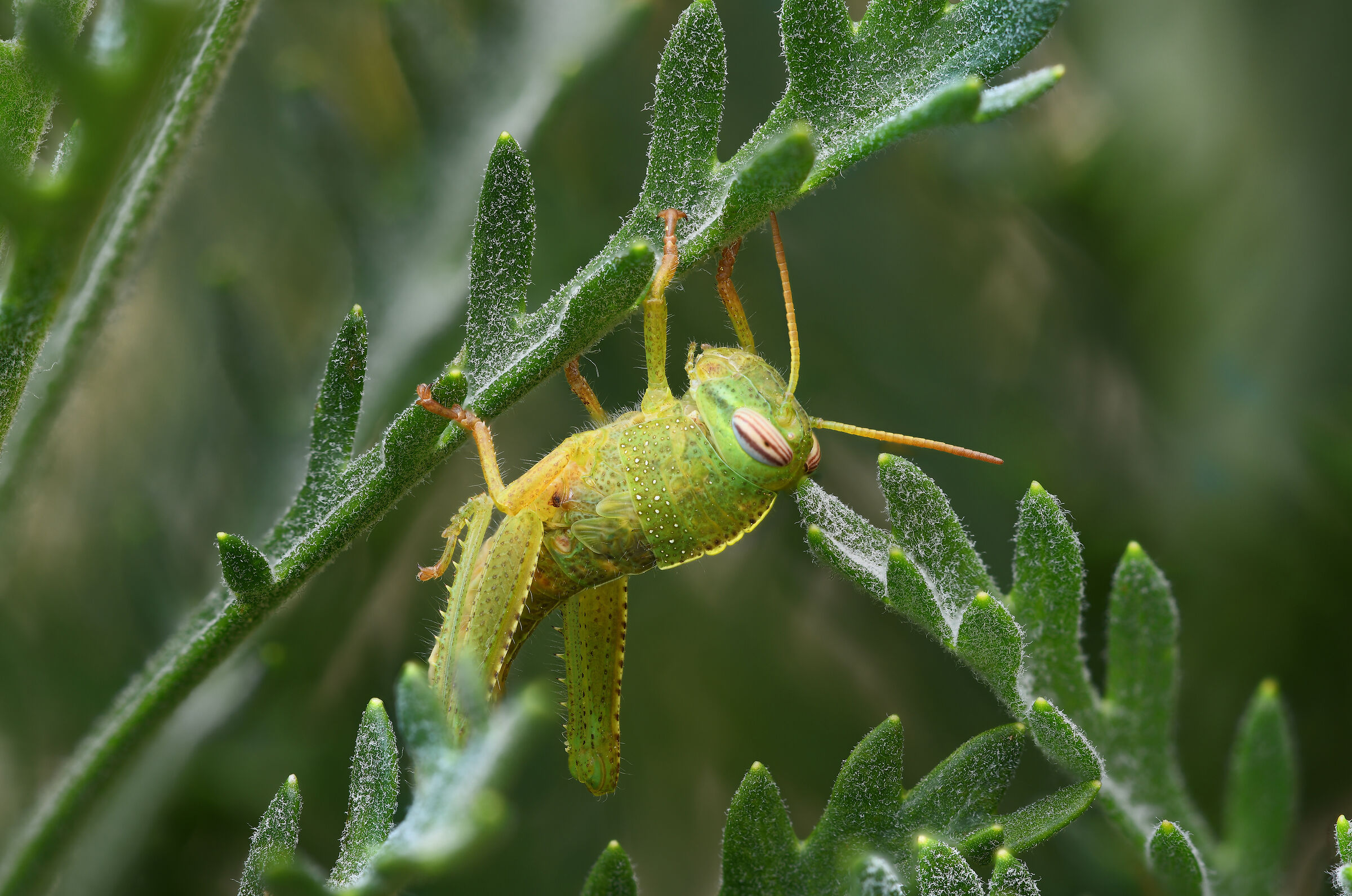 Cricket