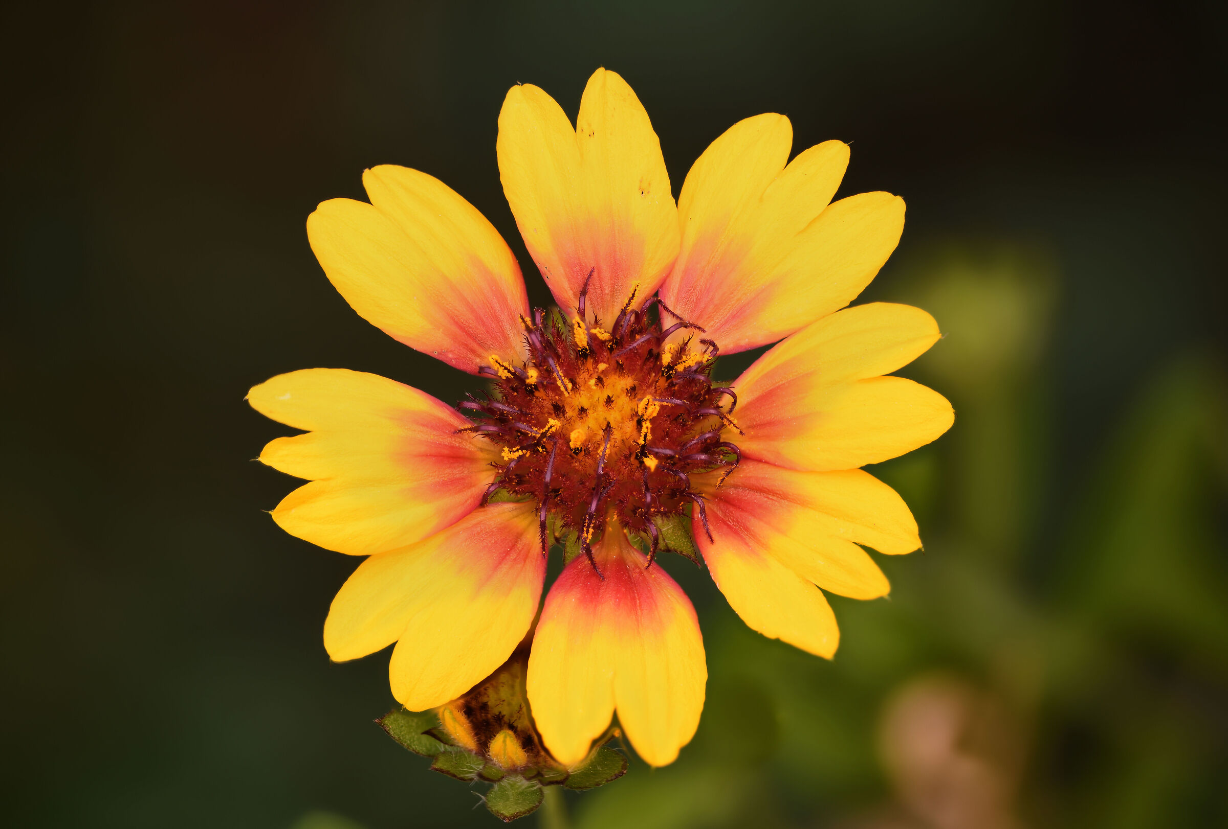 Gaillardia Pulchella