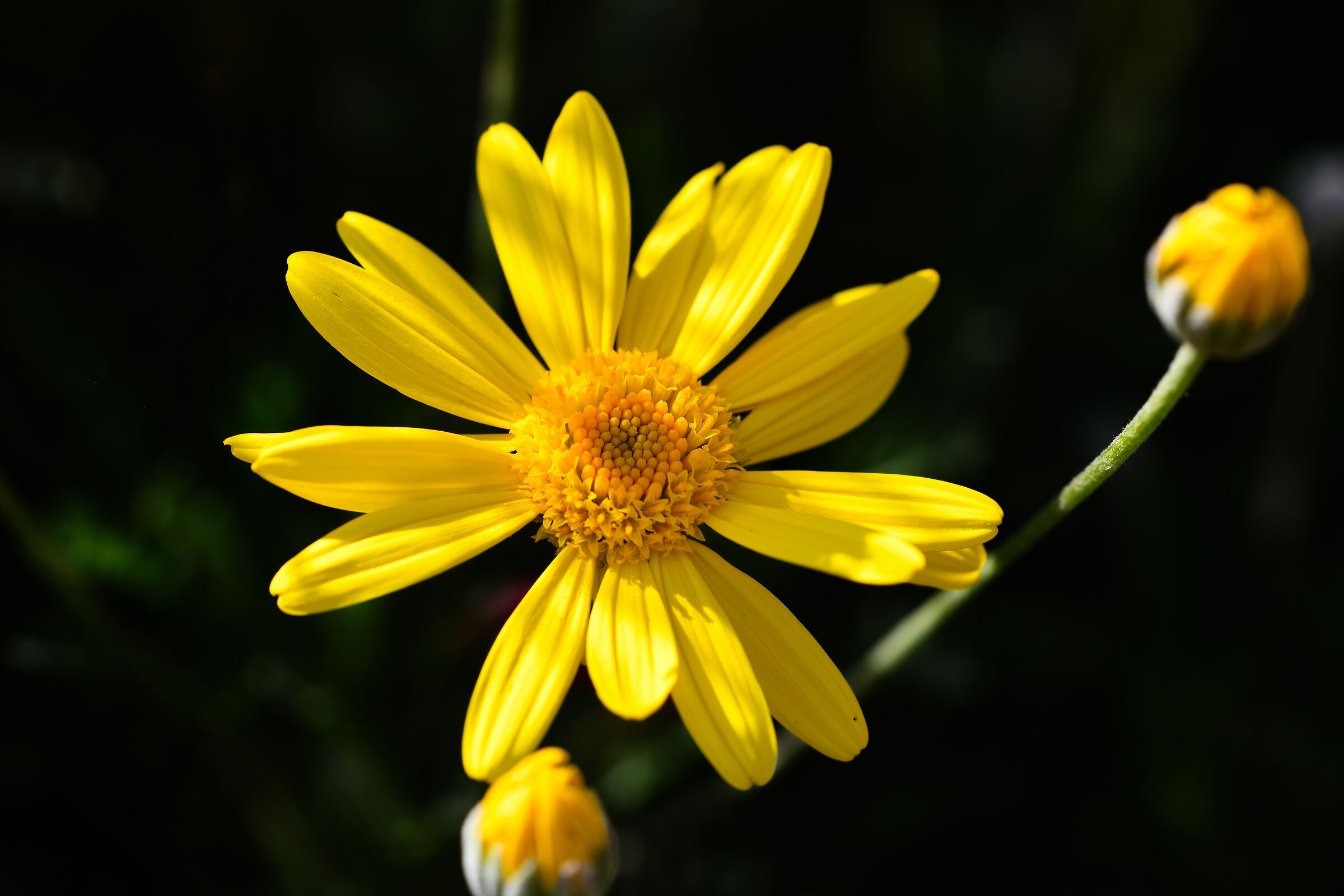 Yellow daisy