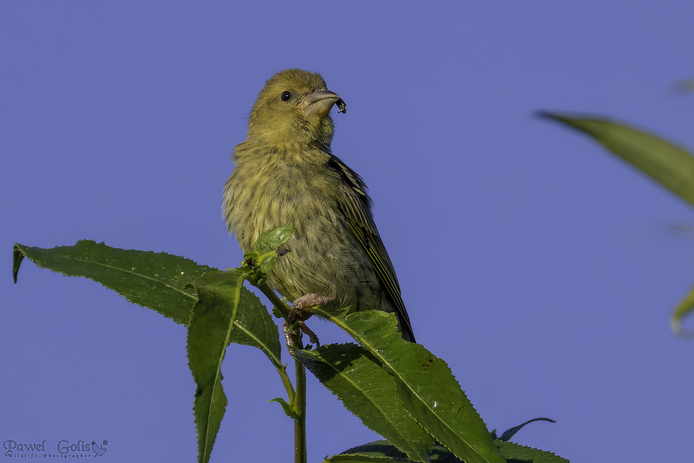 Verdone (Carduelis chloris)