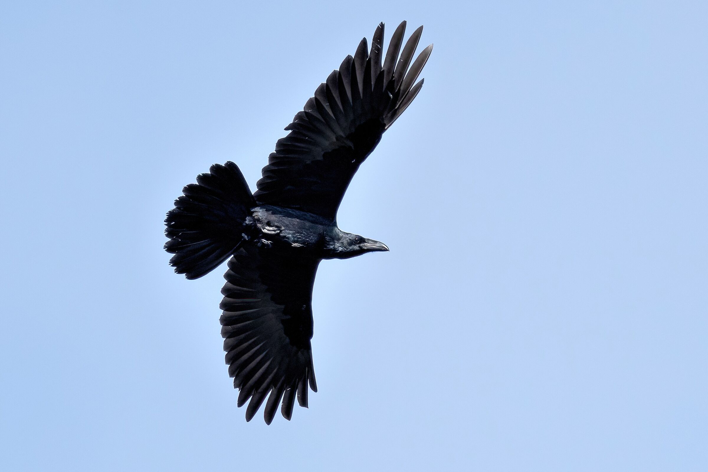 Corvo imperiale (Corvus corax)