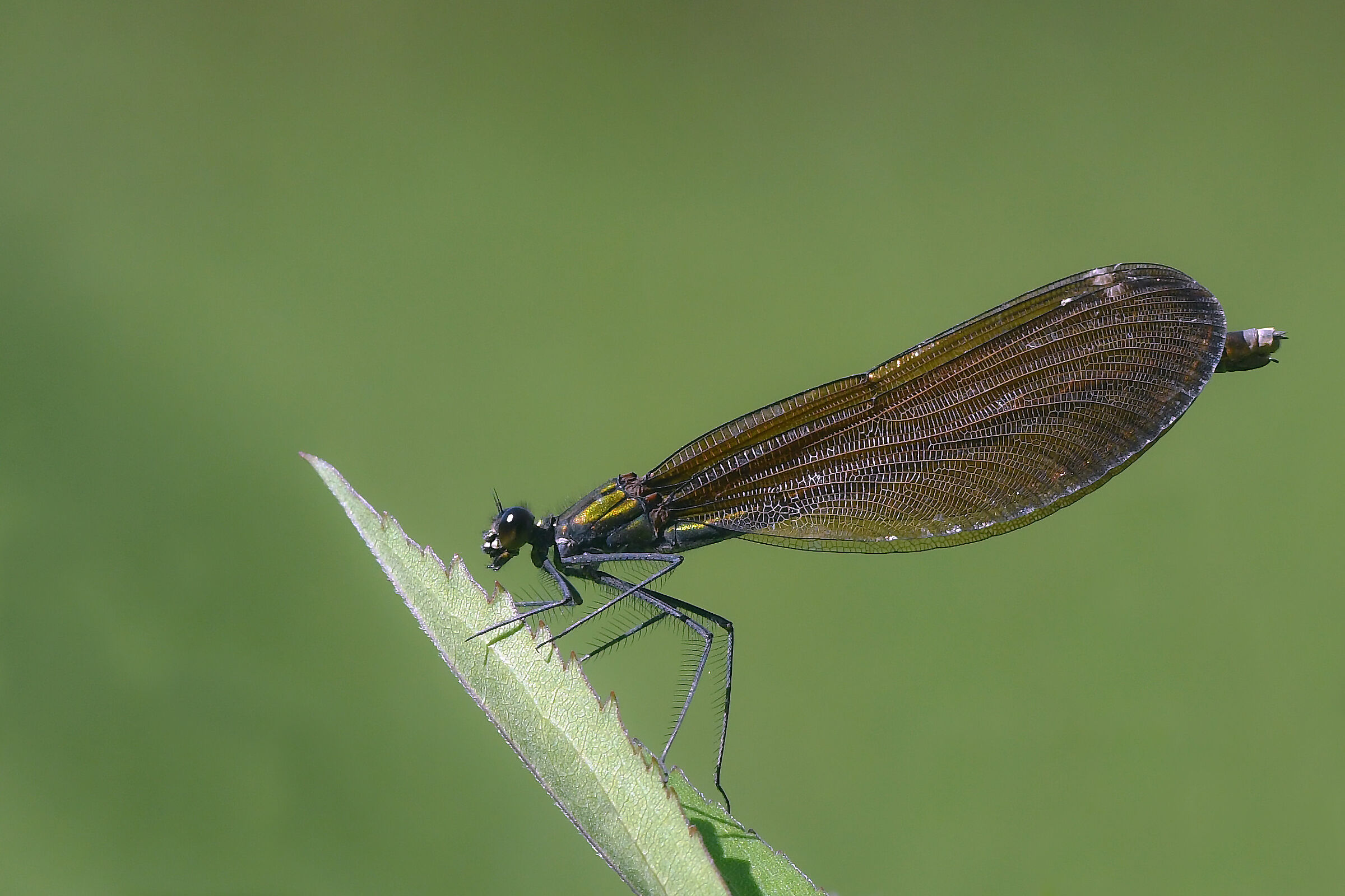 Calopteryx virgo female
