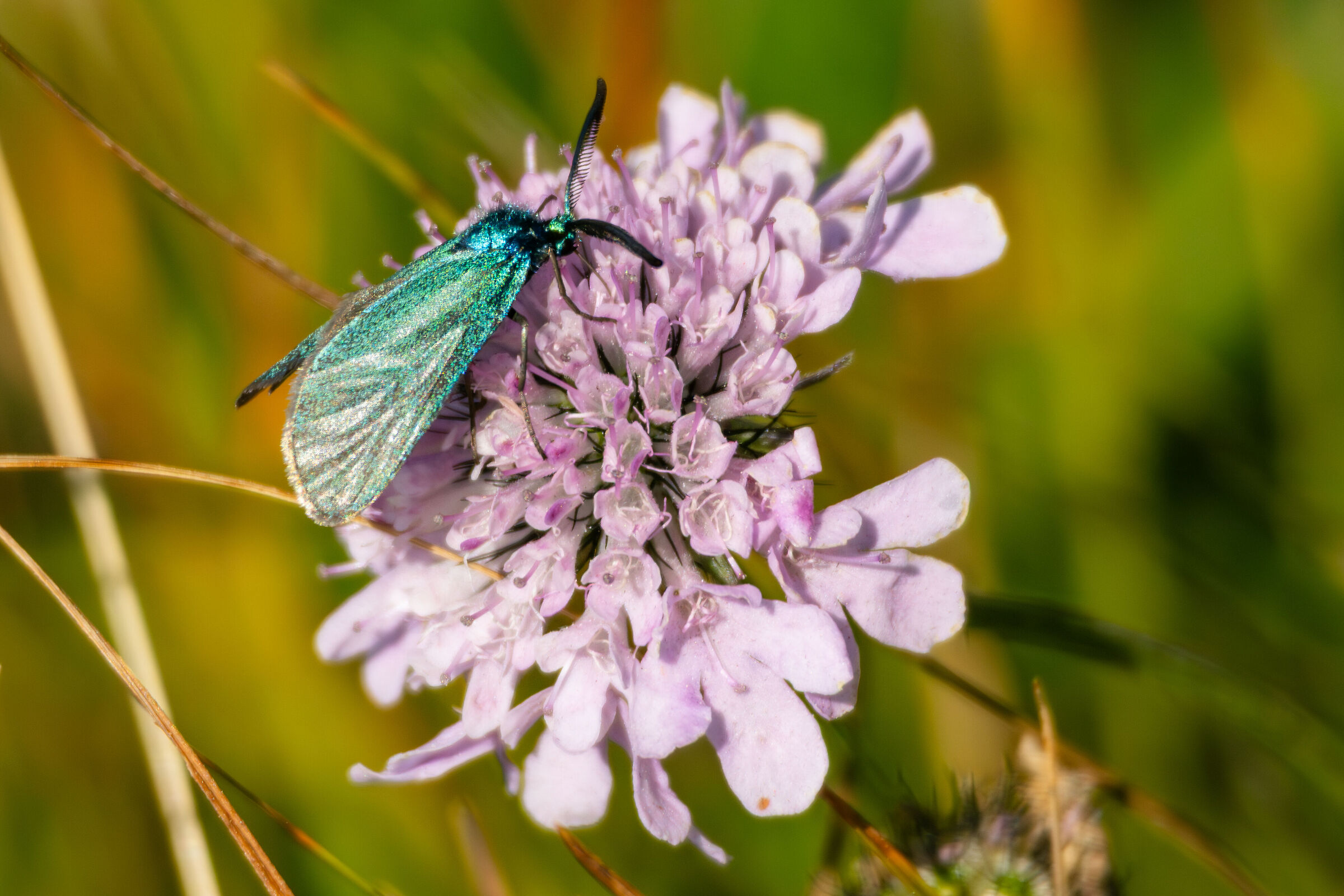 Adscita statices - Forester verde - Falena diurna