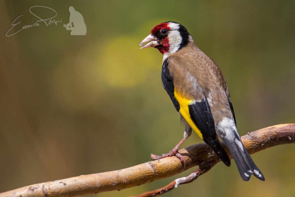 Goldfinch