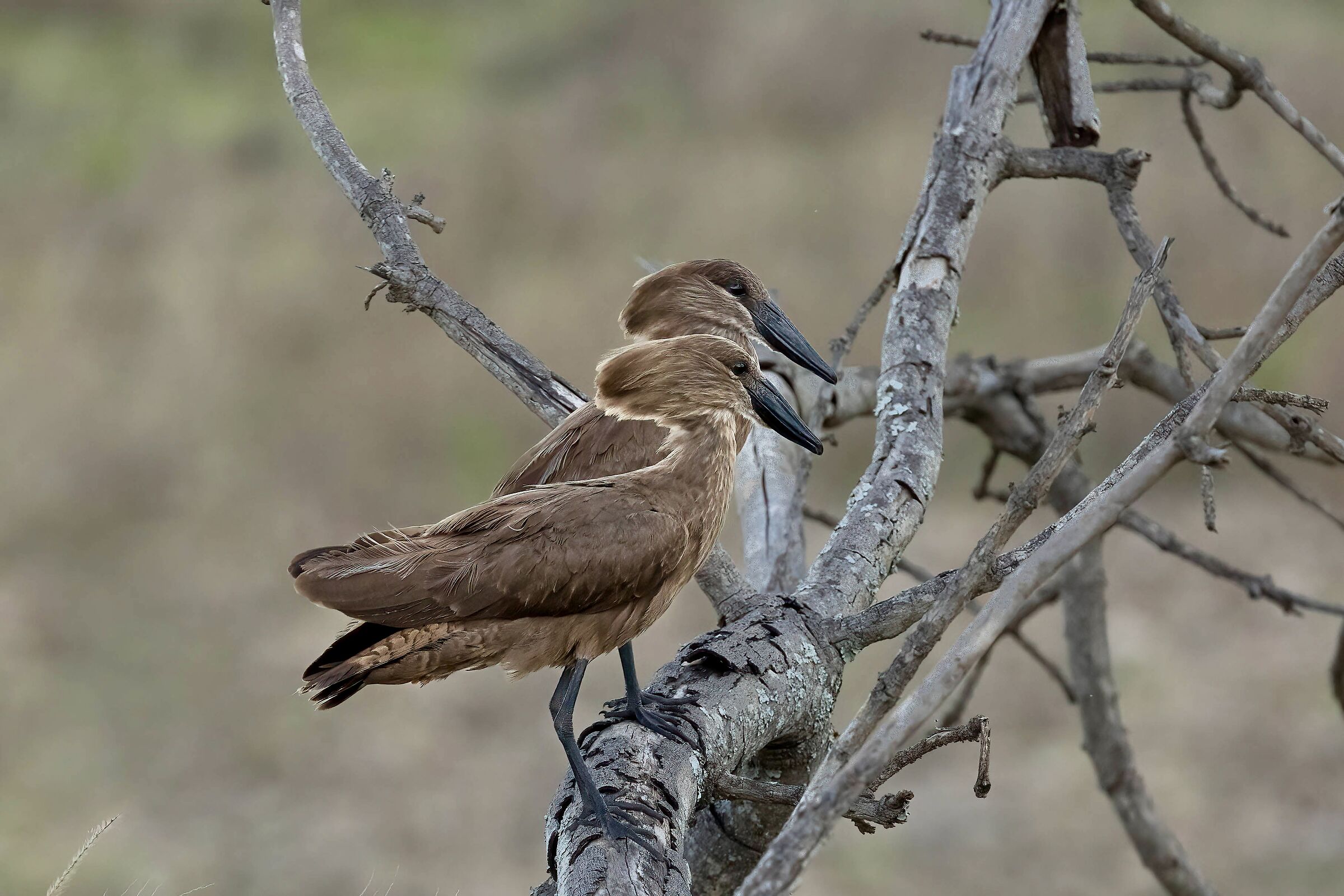 Umbretta - uccello martello