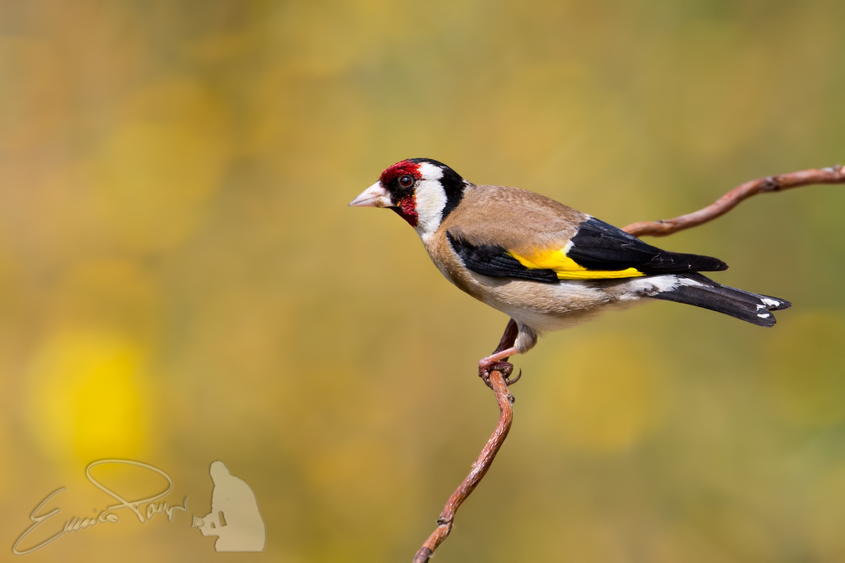 Goldfinch