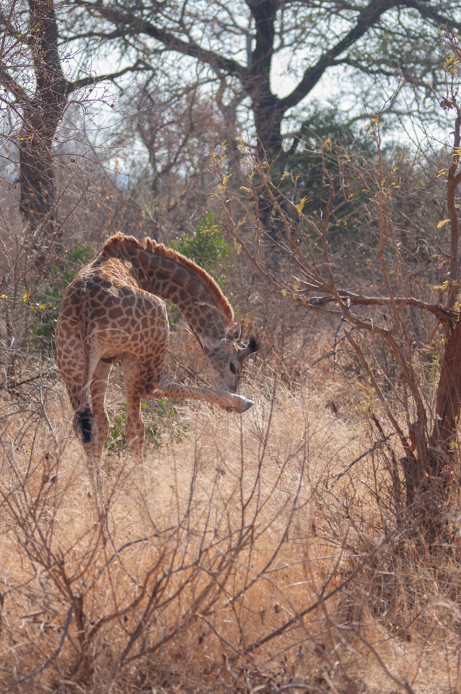 Giraffa che si gratta