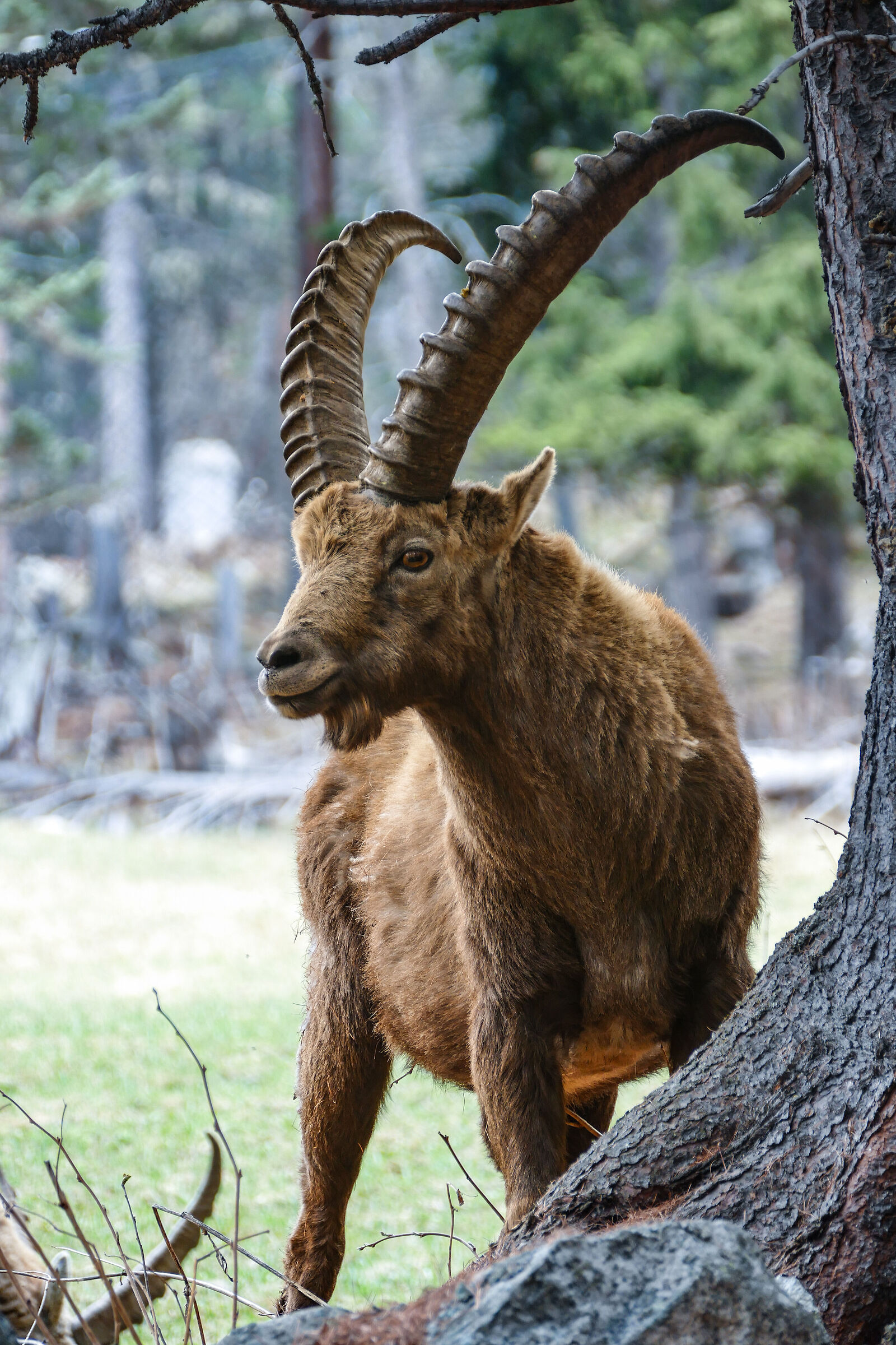 Ibex of Pontresina