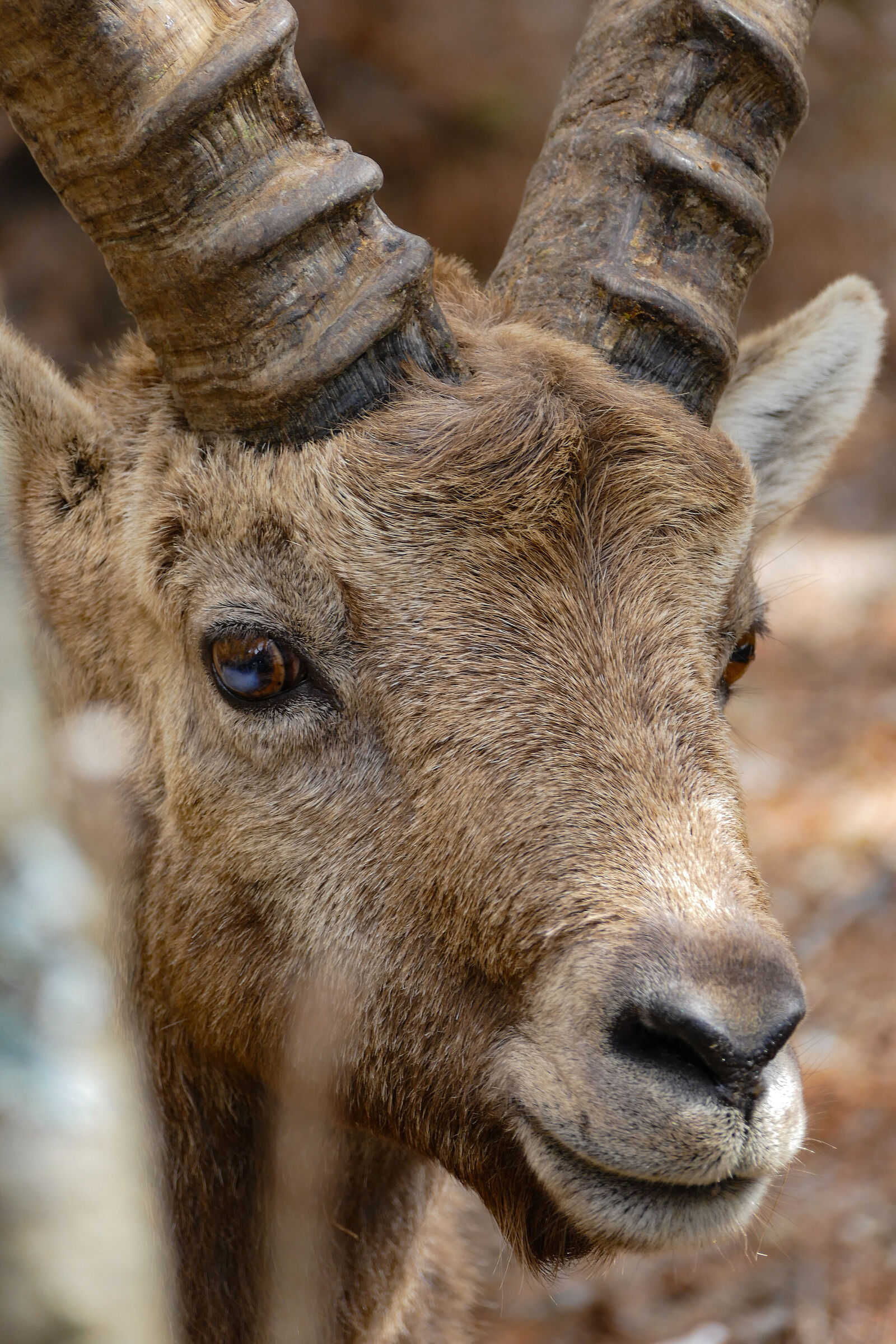 Ibex of Pontresina