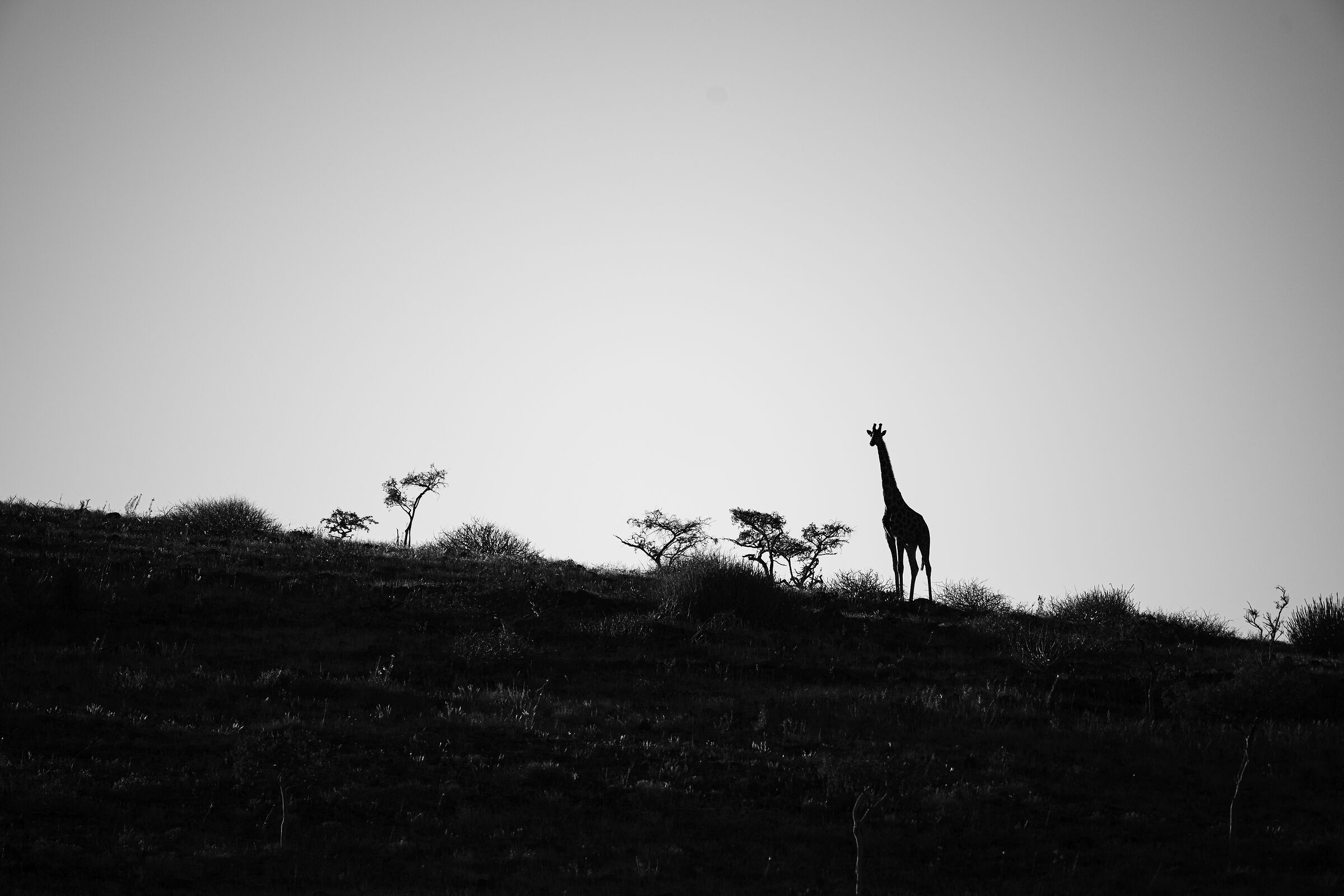 BLACK&WHITE