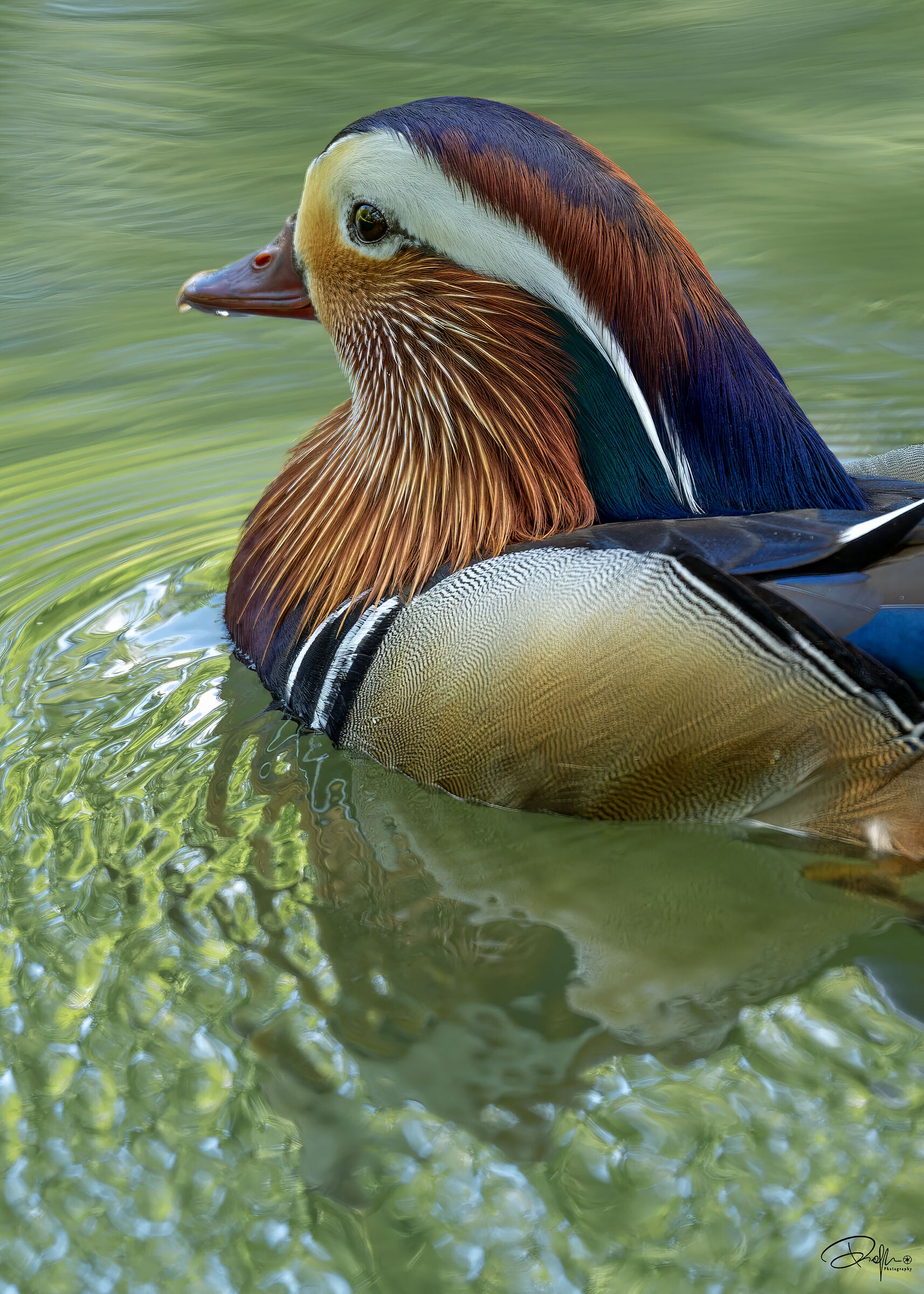 Mandarin duck