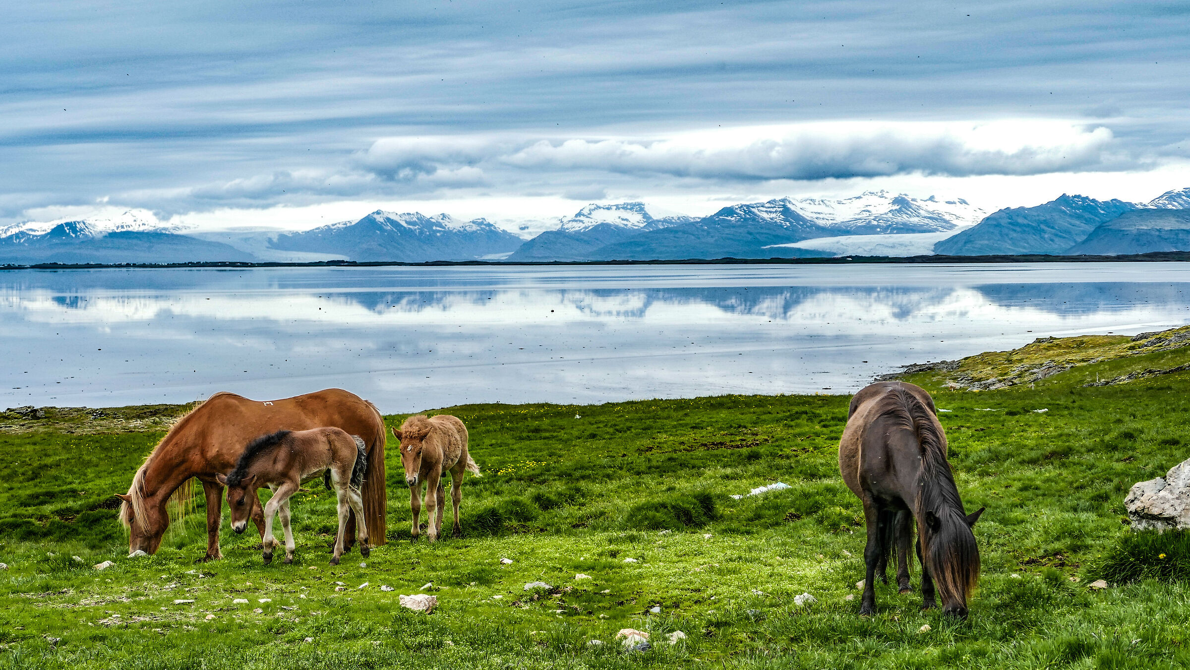 Horses of Iceland