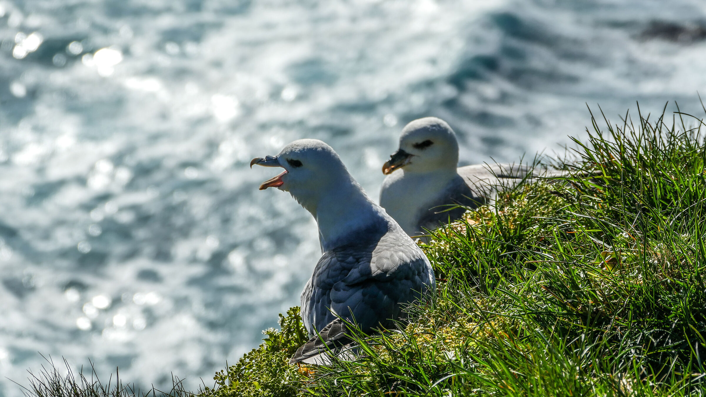 Seagulls nesting