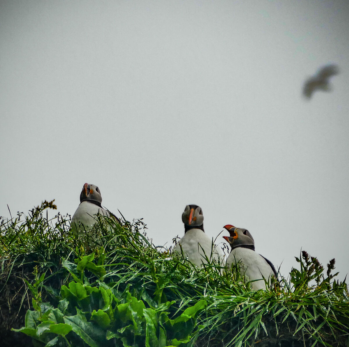 Puffins