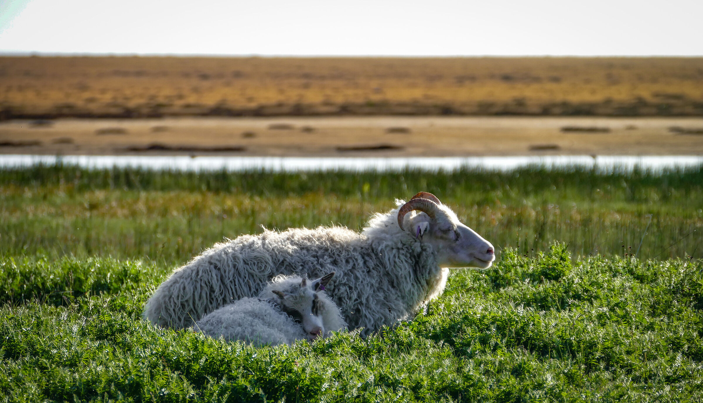 Sheep at the beach