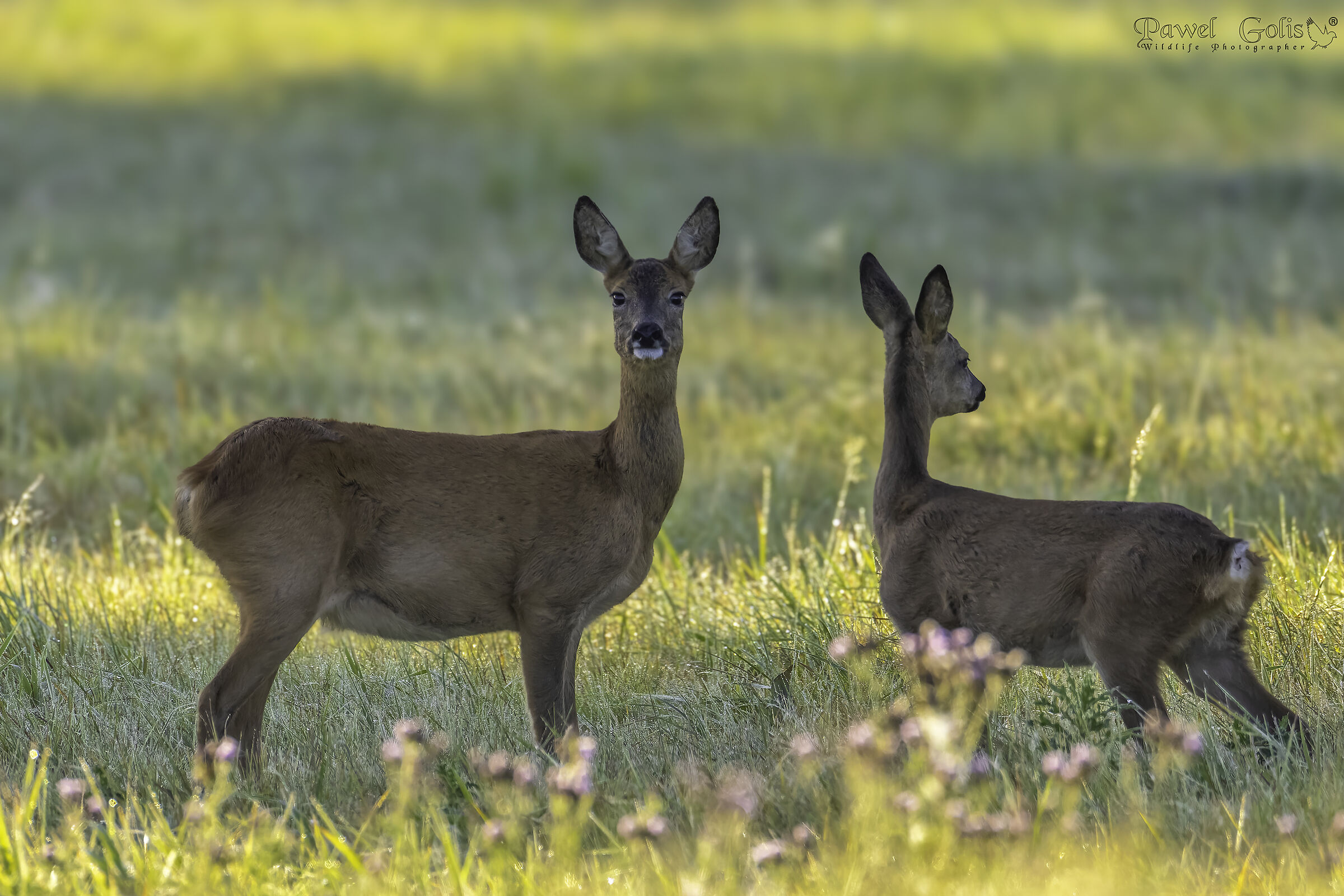 Capriolo (Capreolus capreolus)