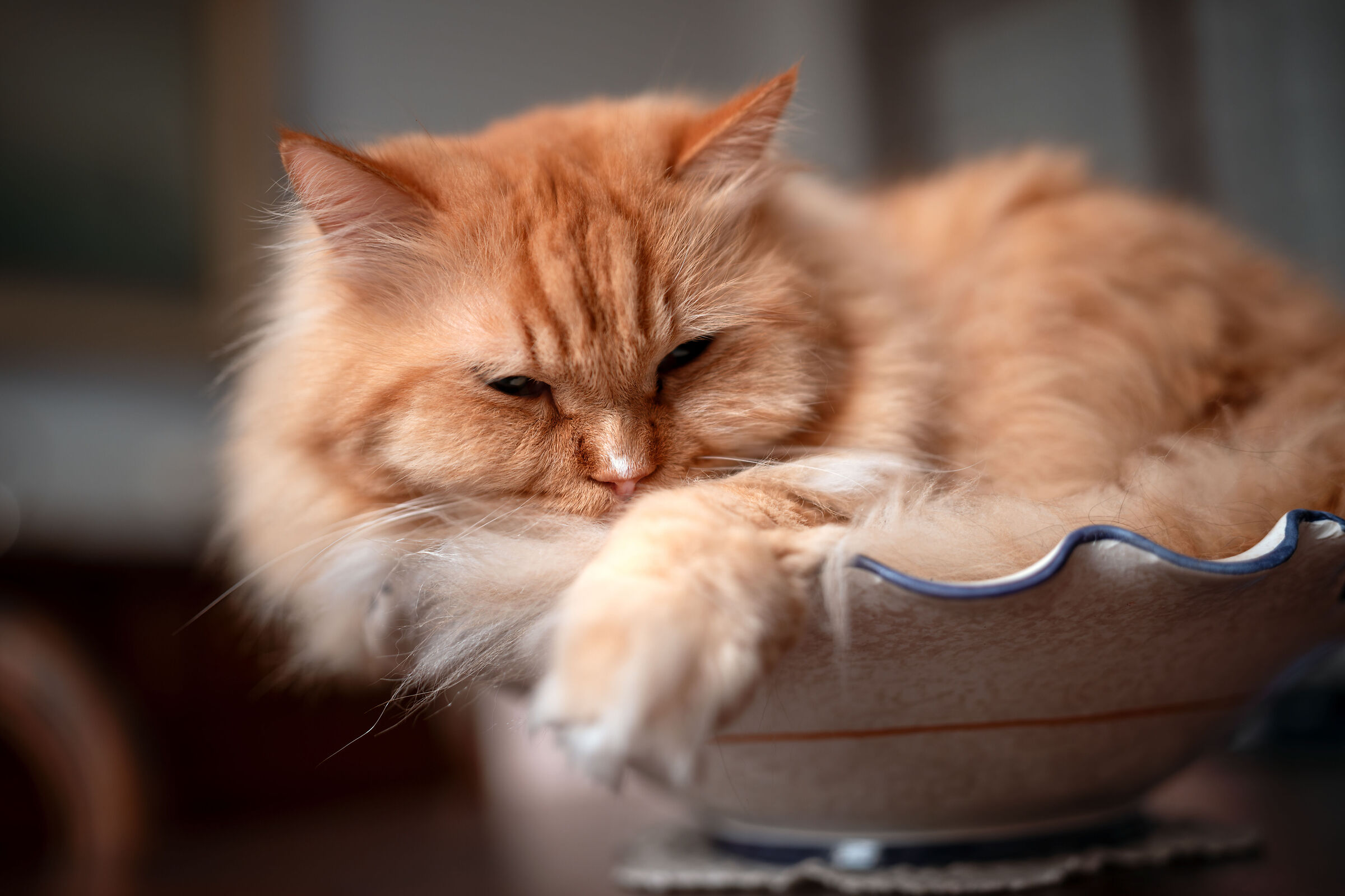 Taut' with the Viltrox 35mm f/1.2 Lab