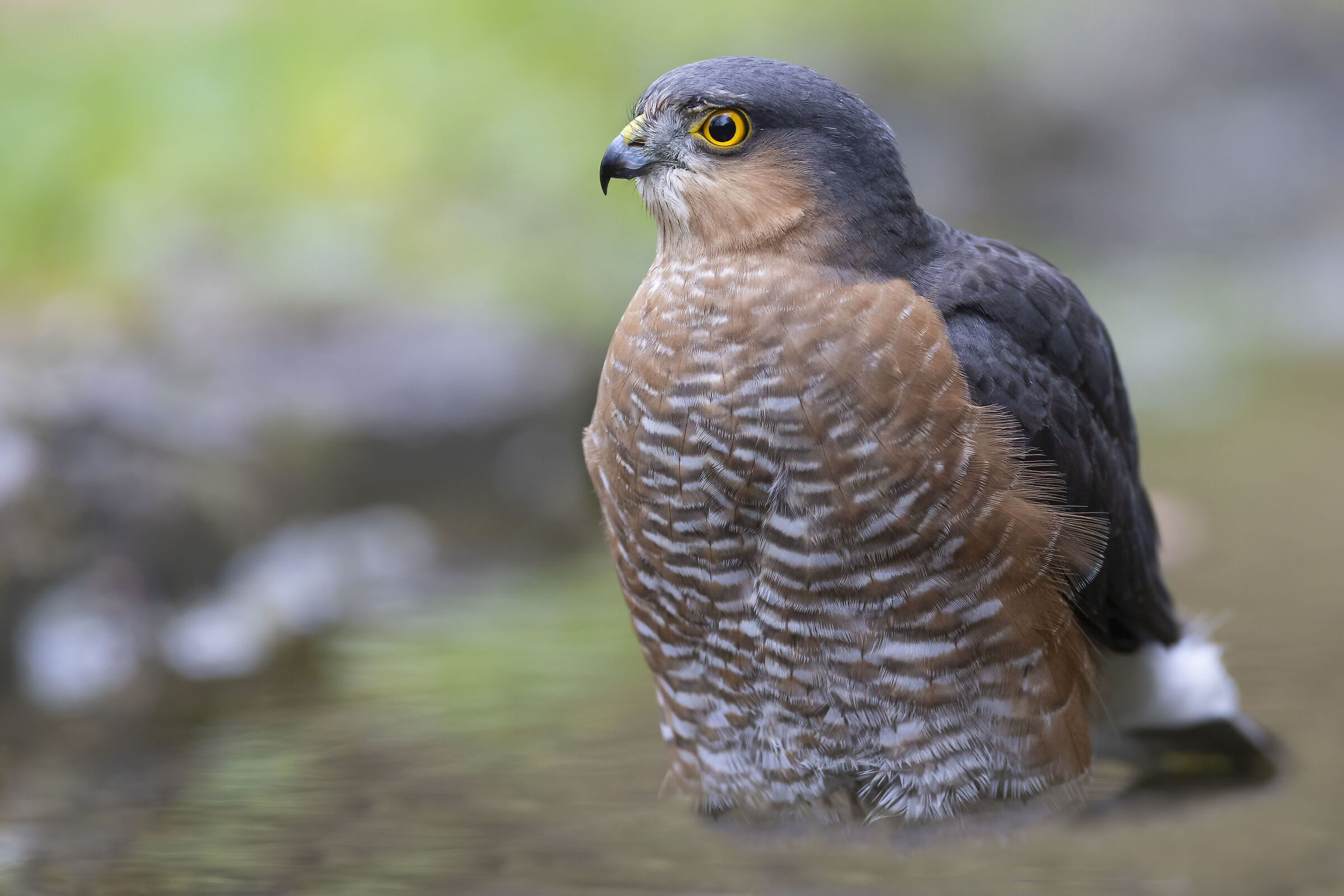Autumn Sparrowhawk