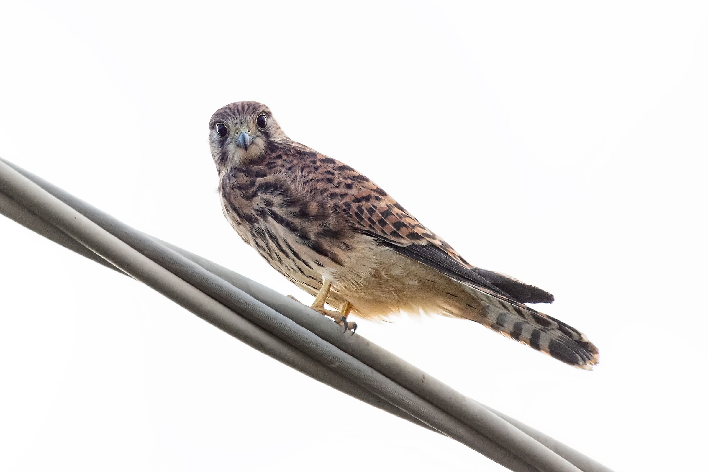 Non credo ai miei occhi...