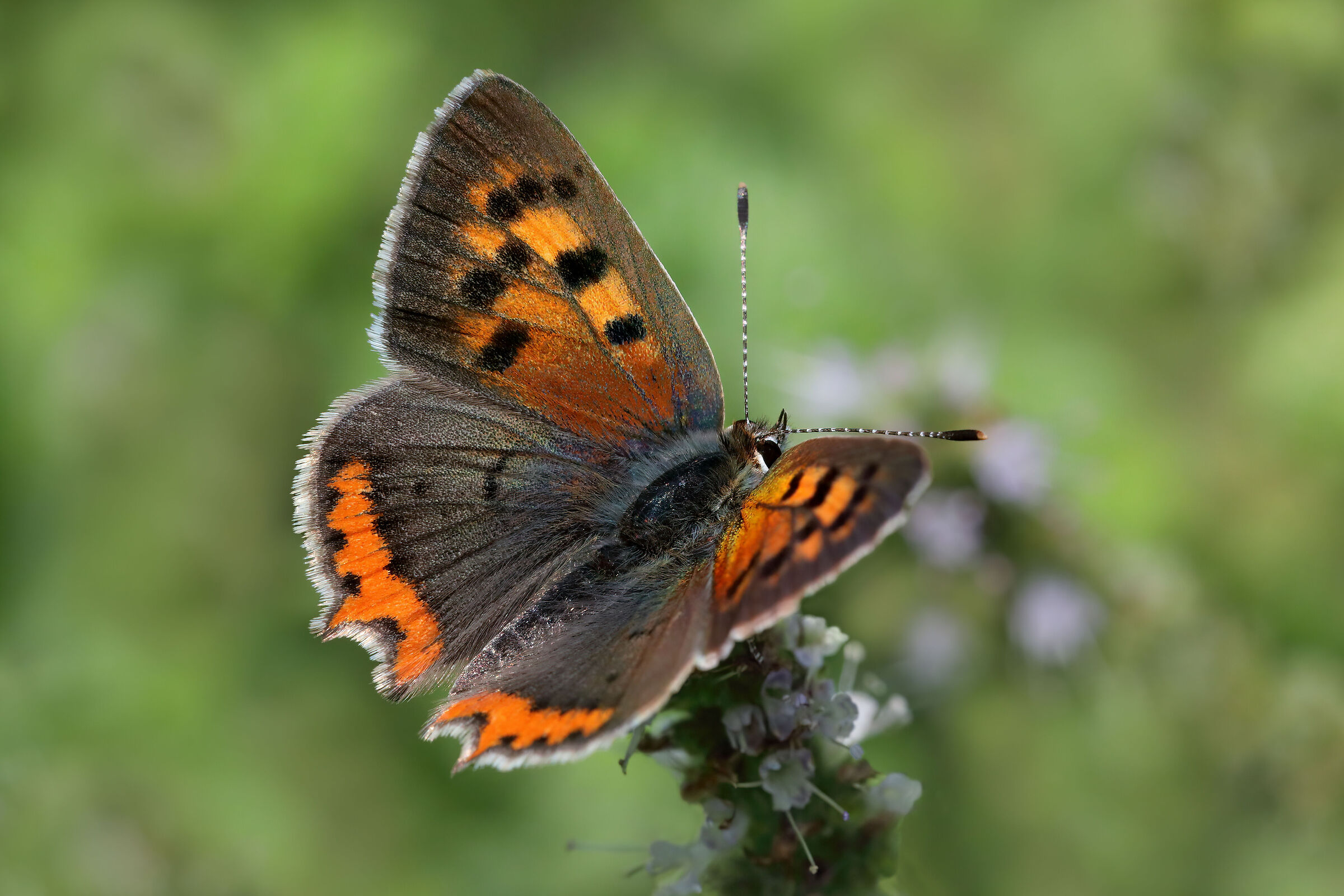 Lycaena phlaeas (esemplare maschio)