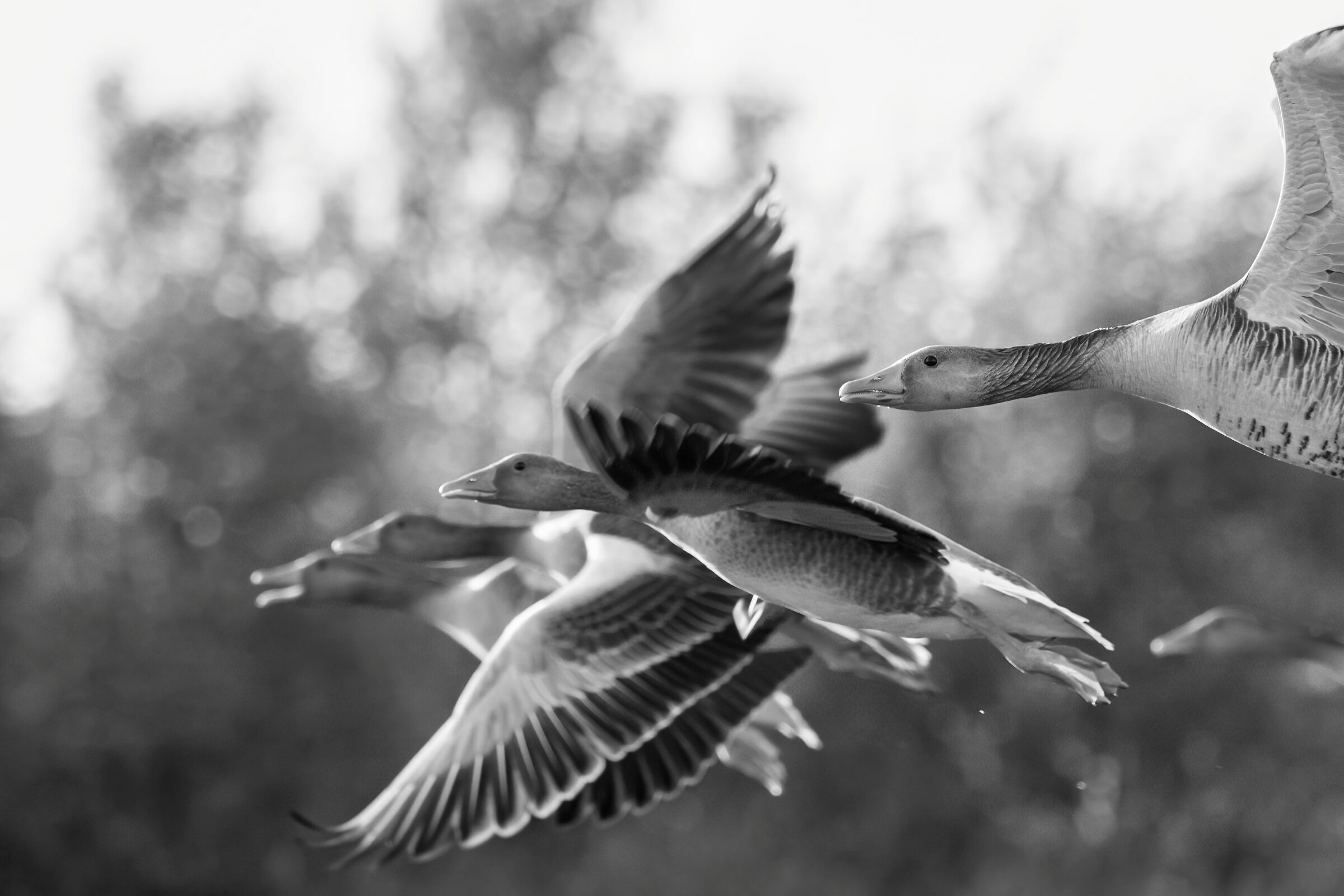 oche selvatiche, le amiche di Konrad Lorenz