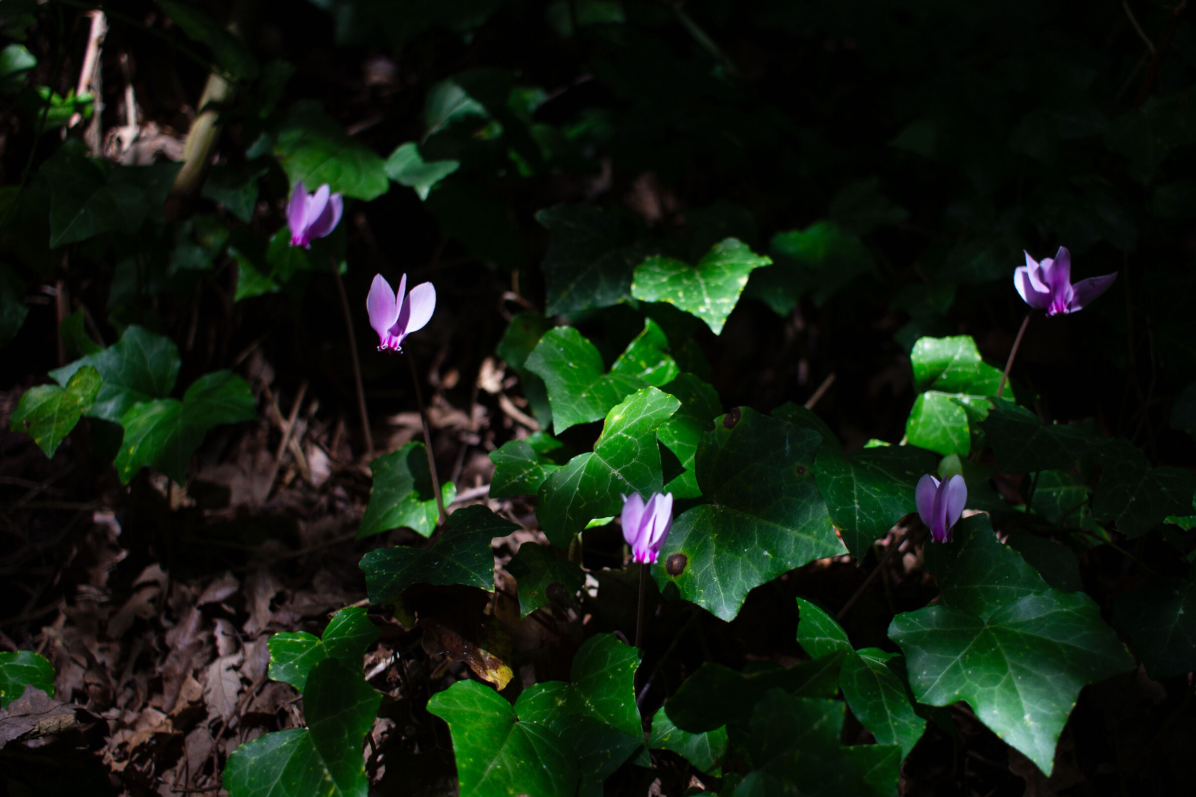 Light and limpid green 1