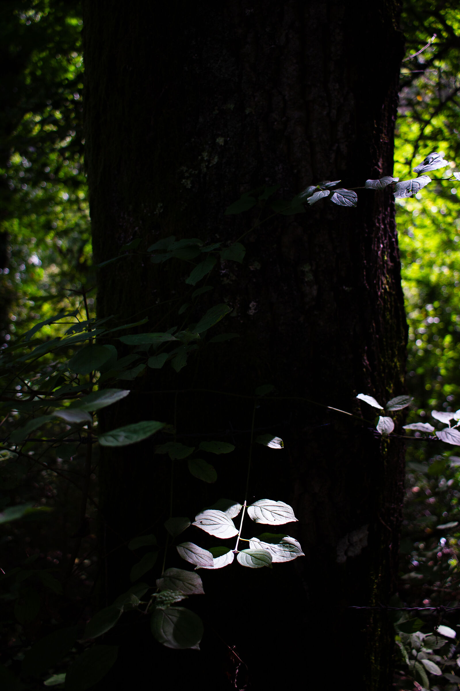 Light and limpid green 2