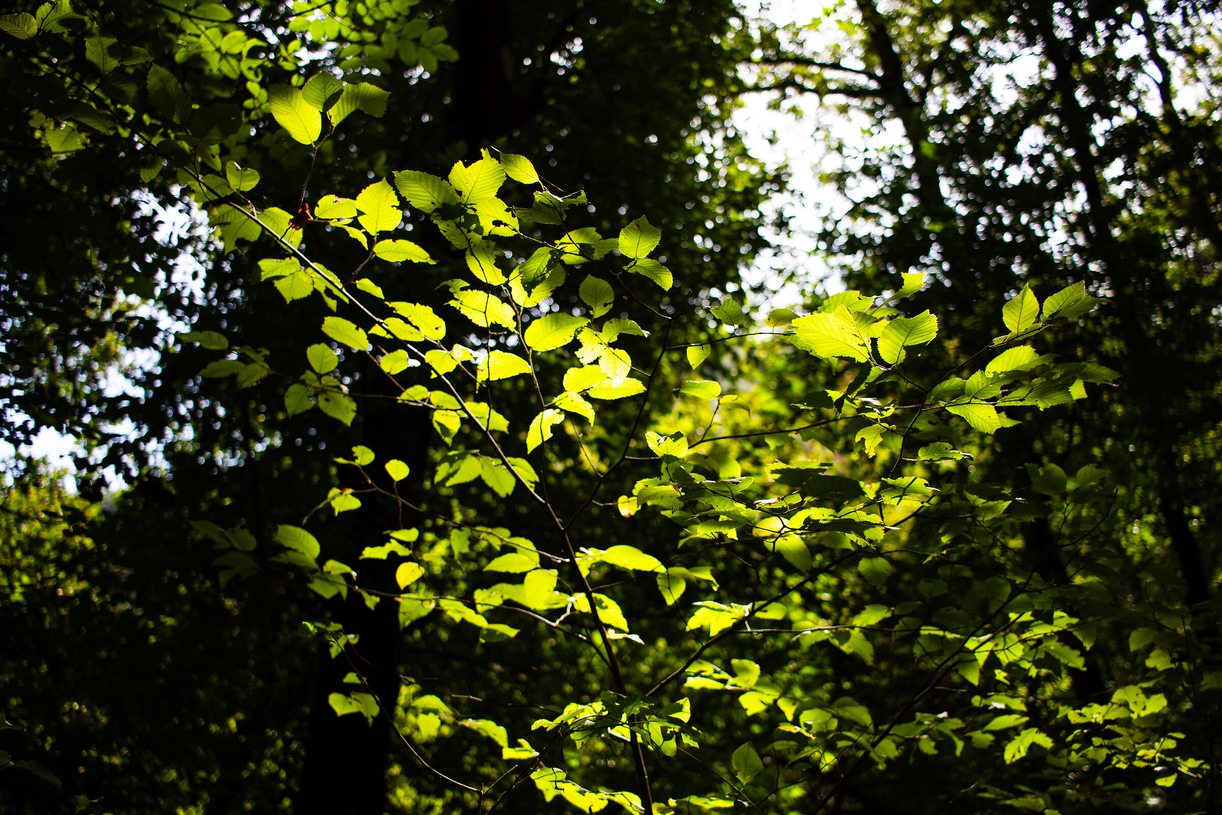 Light and limpid green 3