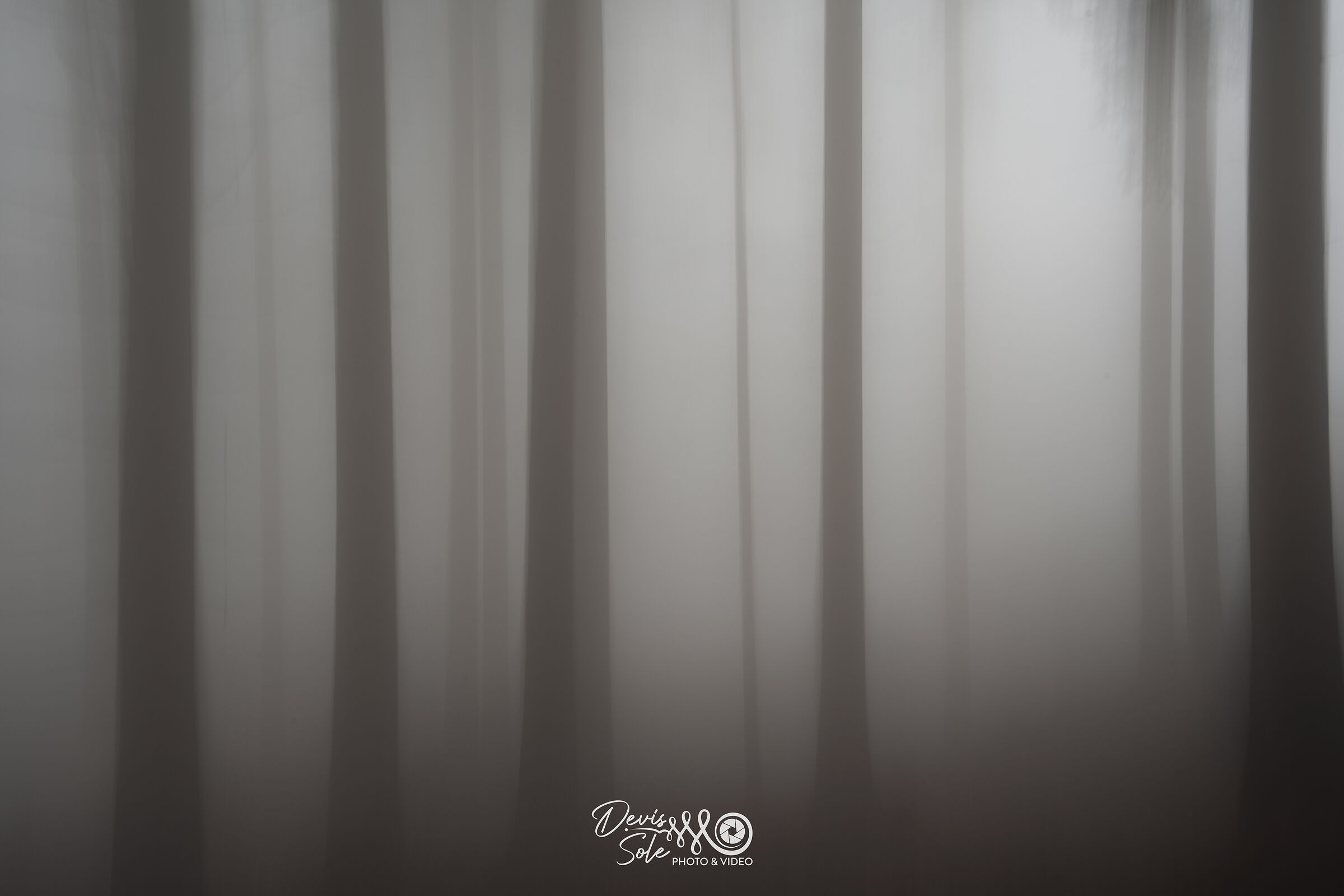 Bosco nebbia