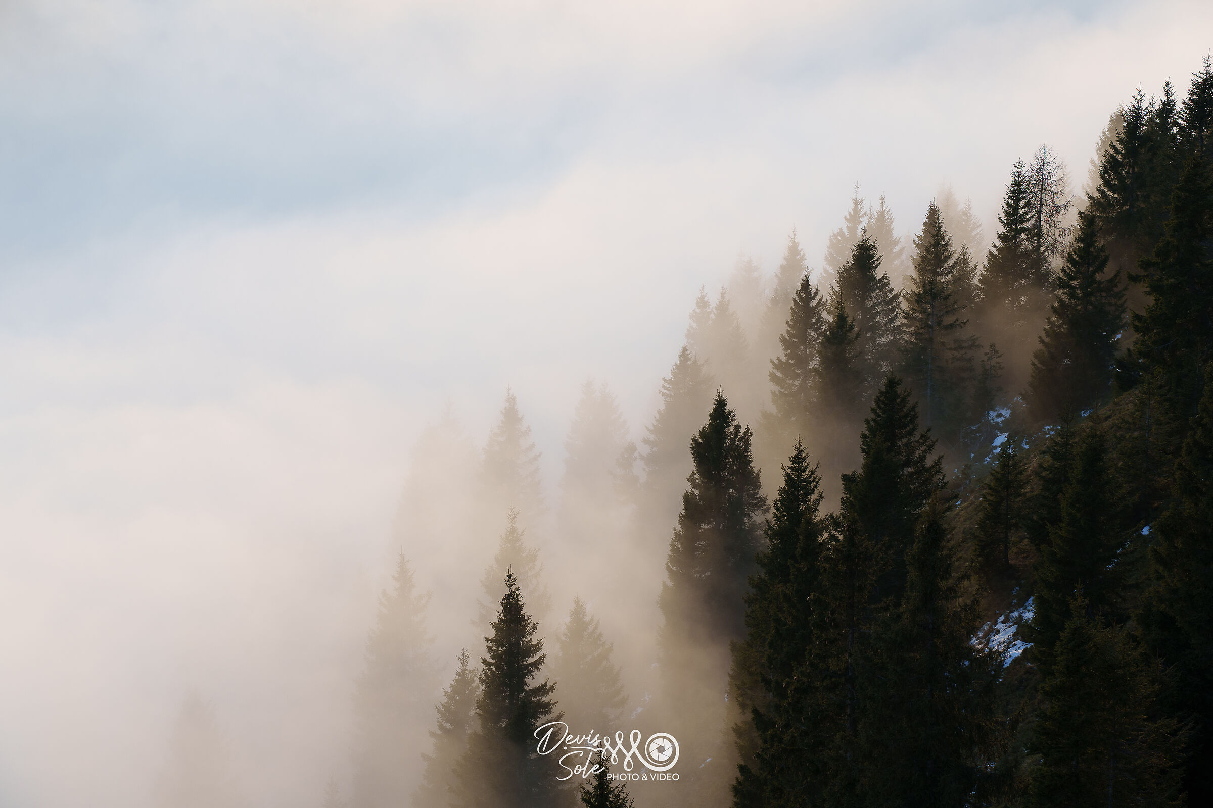 Bosco con nebbia
