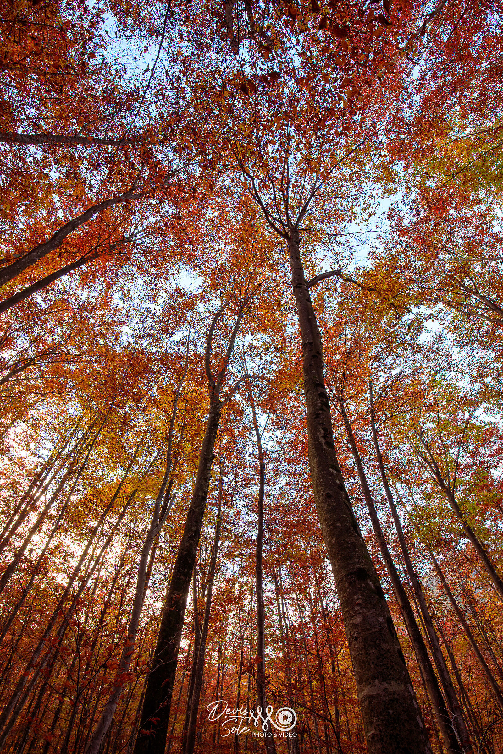 Bosco autunno