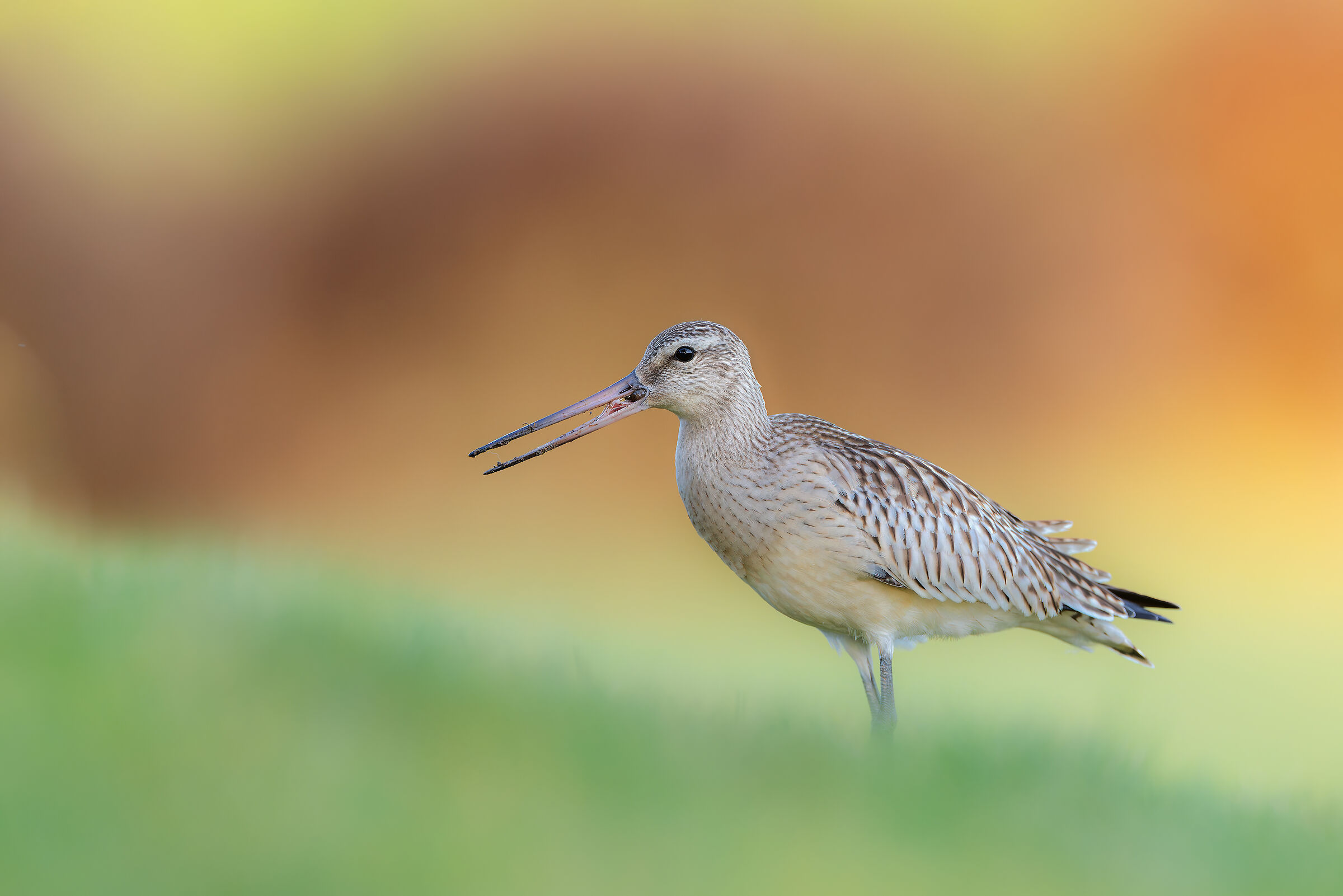 Bar-tailed godwit