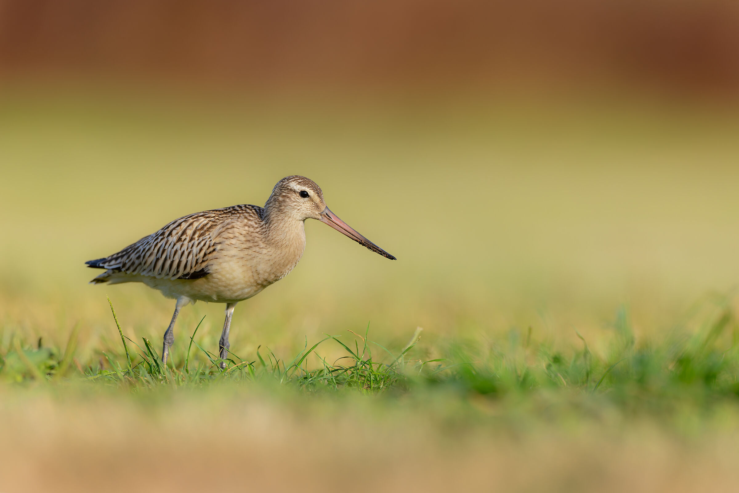 Bar-tailed godwit