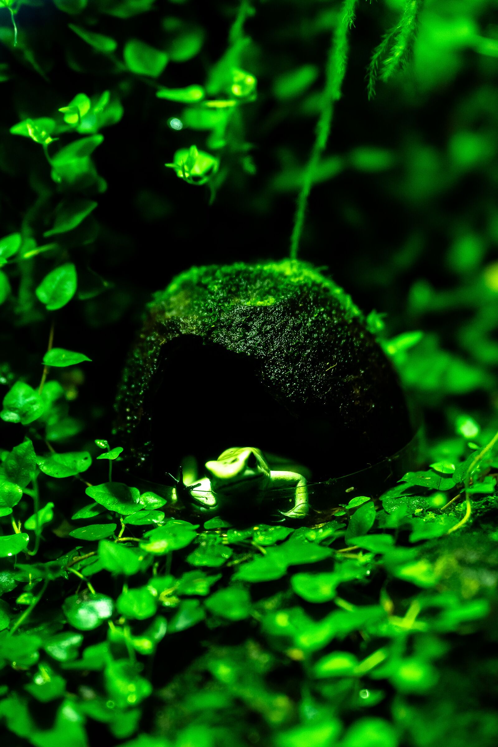 Animal 1